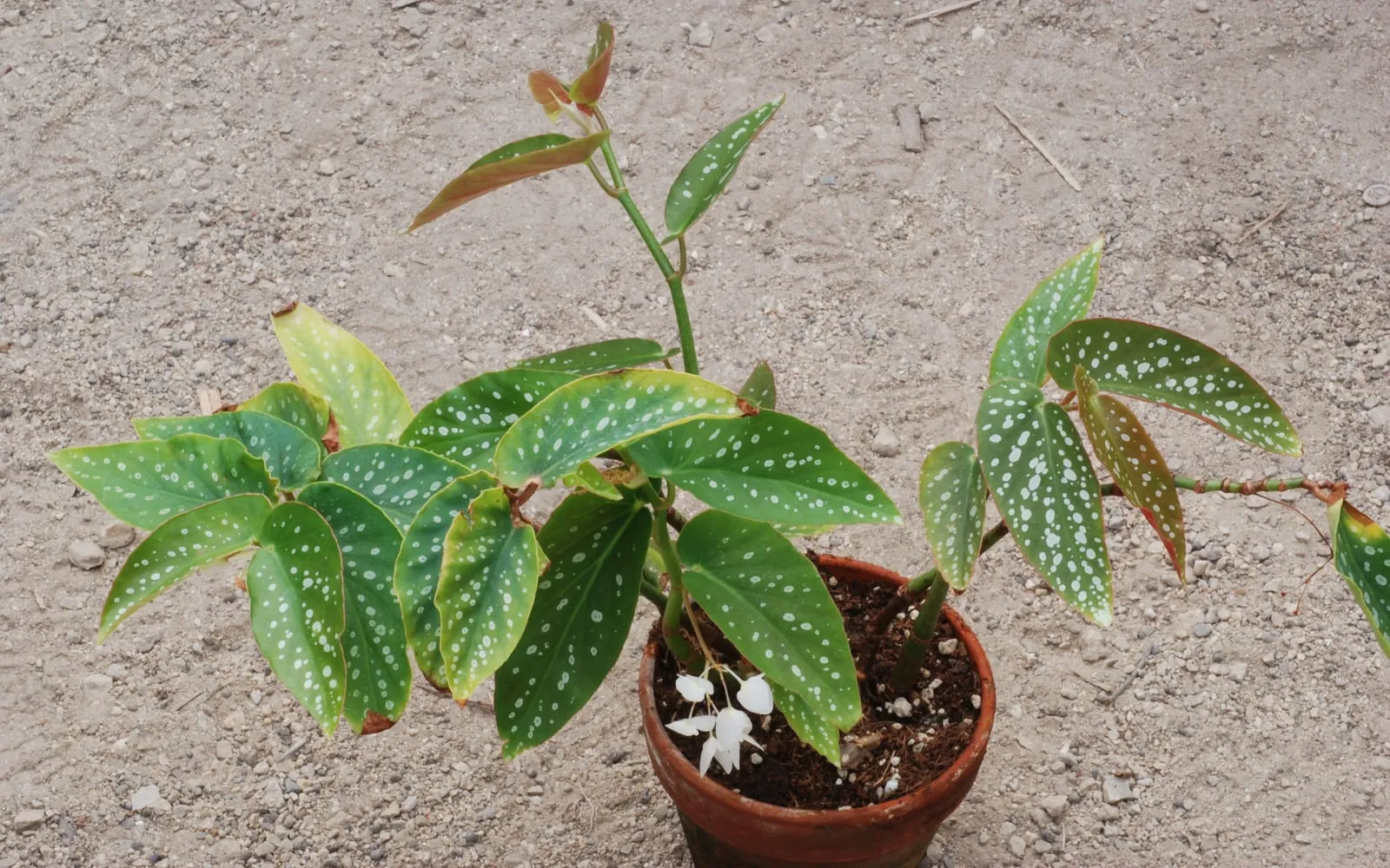 A potted polka dot begonia with olive-green wing-shaped leaves covered in silver spots, carrying a small cluster of white flowers