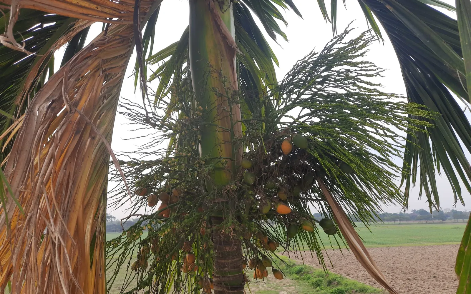 A betel nut palm carrying bunches of orange fruit below its crown of pinnate fronds