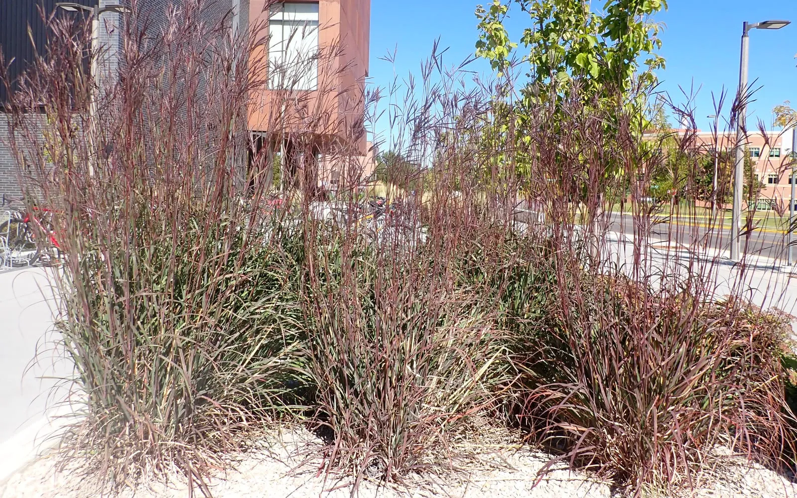Clumps of big bluestem grass with tall, upright, wine-red to bronze autumn-coloured stems planted as an ornamental border