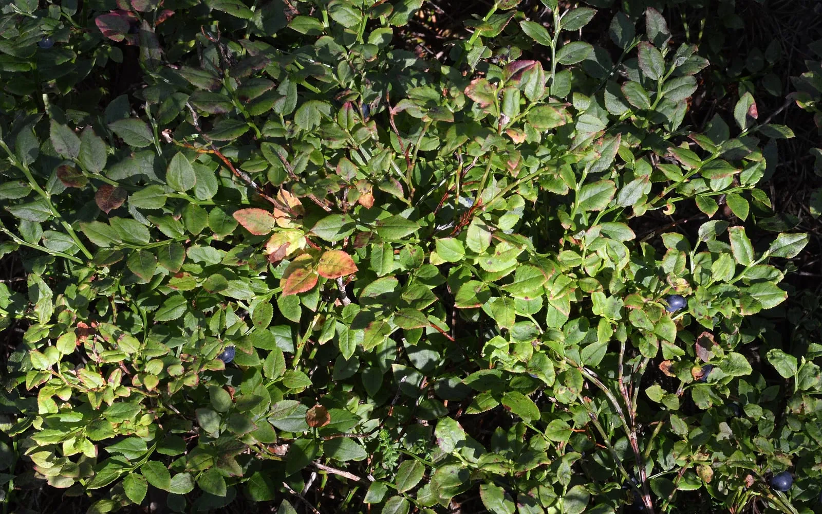 Bilberry bushes on moorland with dark berries among the leaves