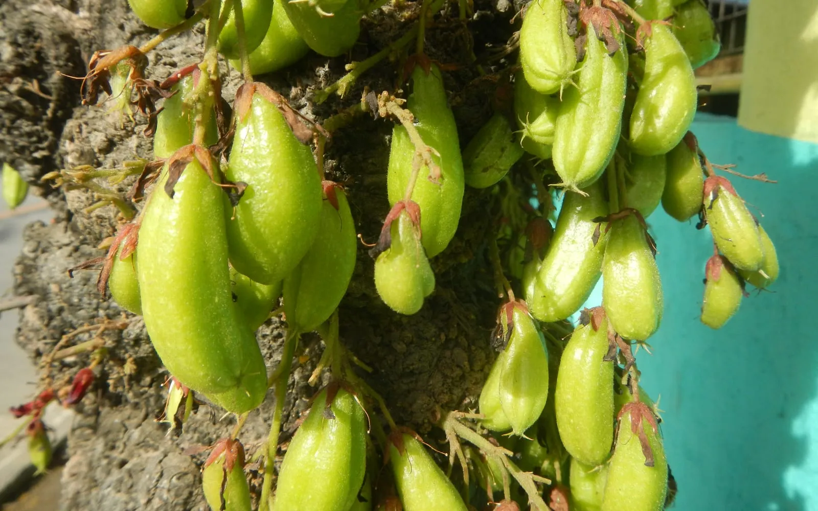 Dense bunches of green cucumber-shaped bilimbi fruit growing straight off the trunk