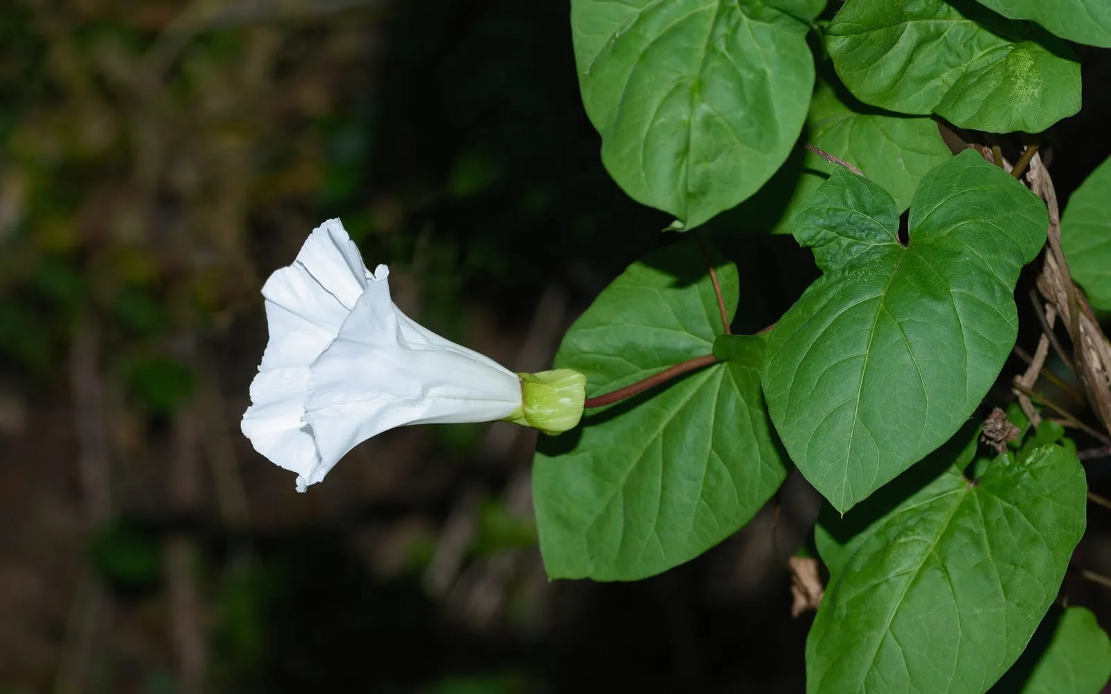 A white bindweed trumpet on a twining stem among large arrow-shaped leaves