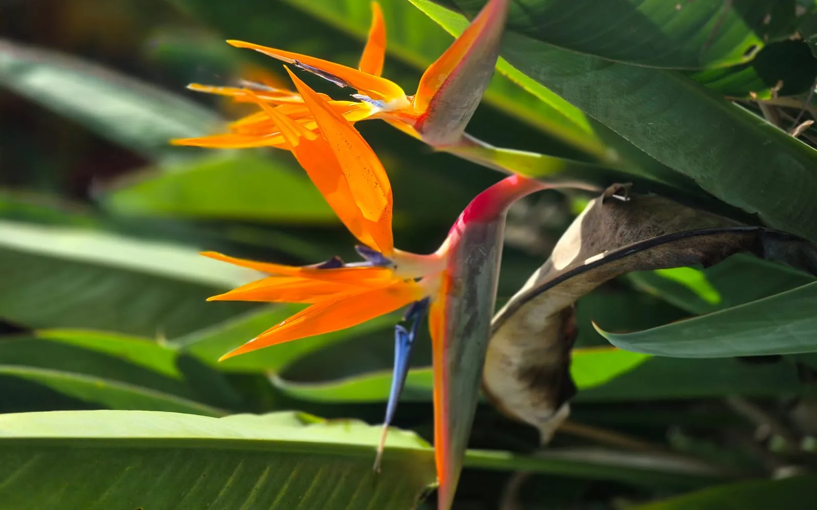 An orange and blue bird of paradise flower emerging from its boat-shaped bract