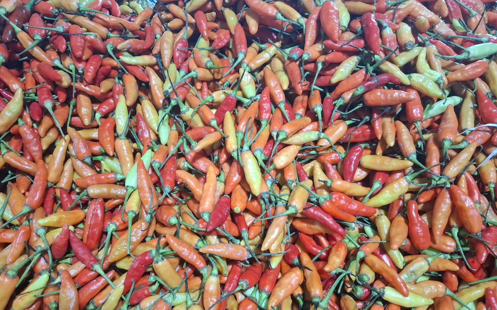 A market pile of bird's eye chillies, small slender pods ripening through cream and orange to red