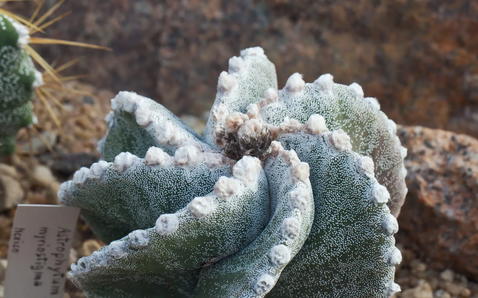 Close-up of a Bishop's cap cactus showing its ribbed grey-green body flecked with white and felted, spineless areoles along each rib edge