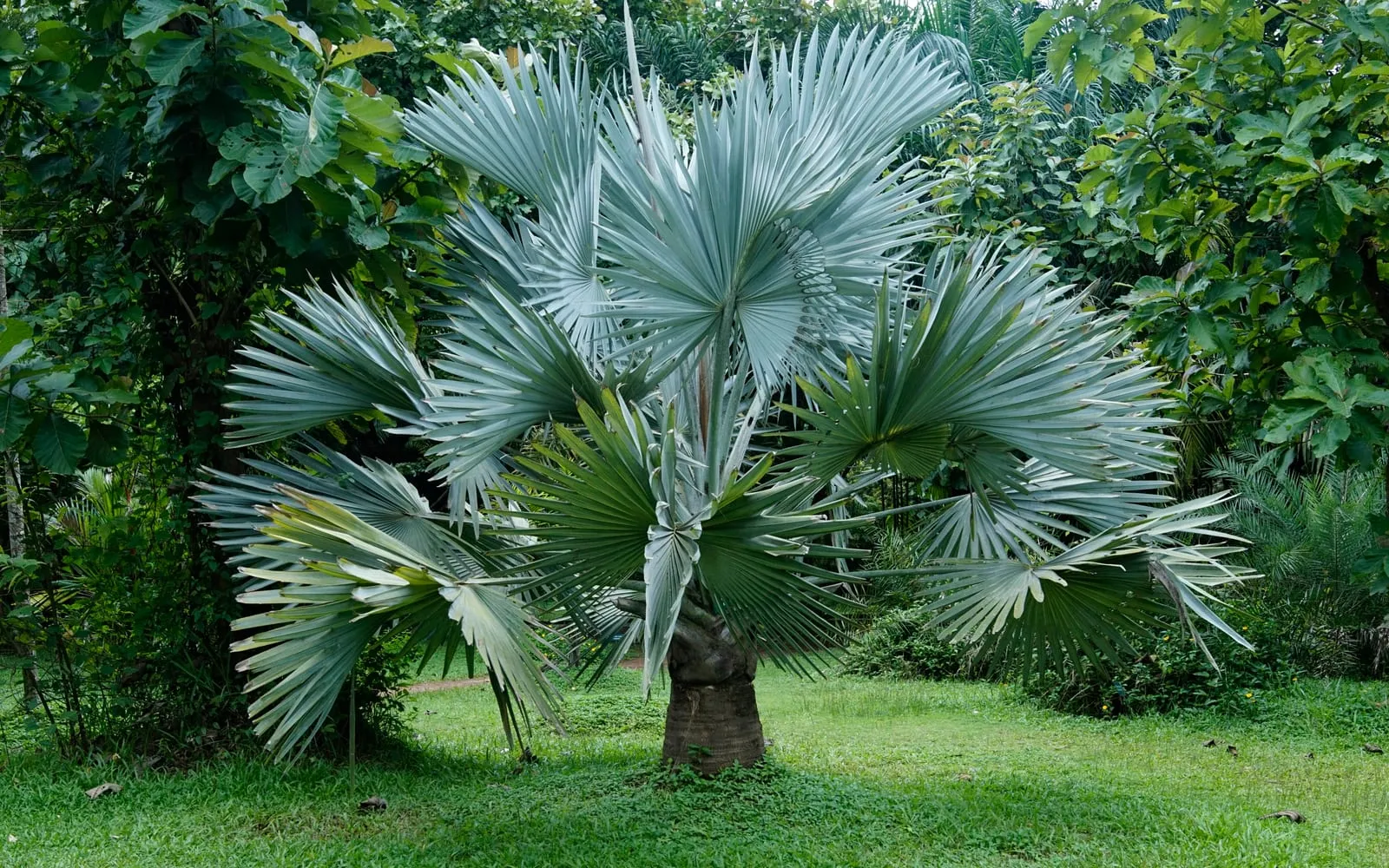 A young Bismarck palm with a striking crown of stiff, silvery-blue fan leaves on a lawn