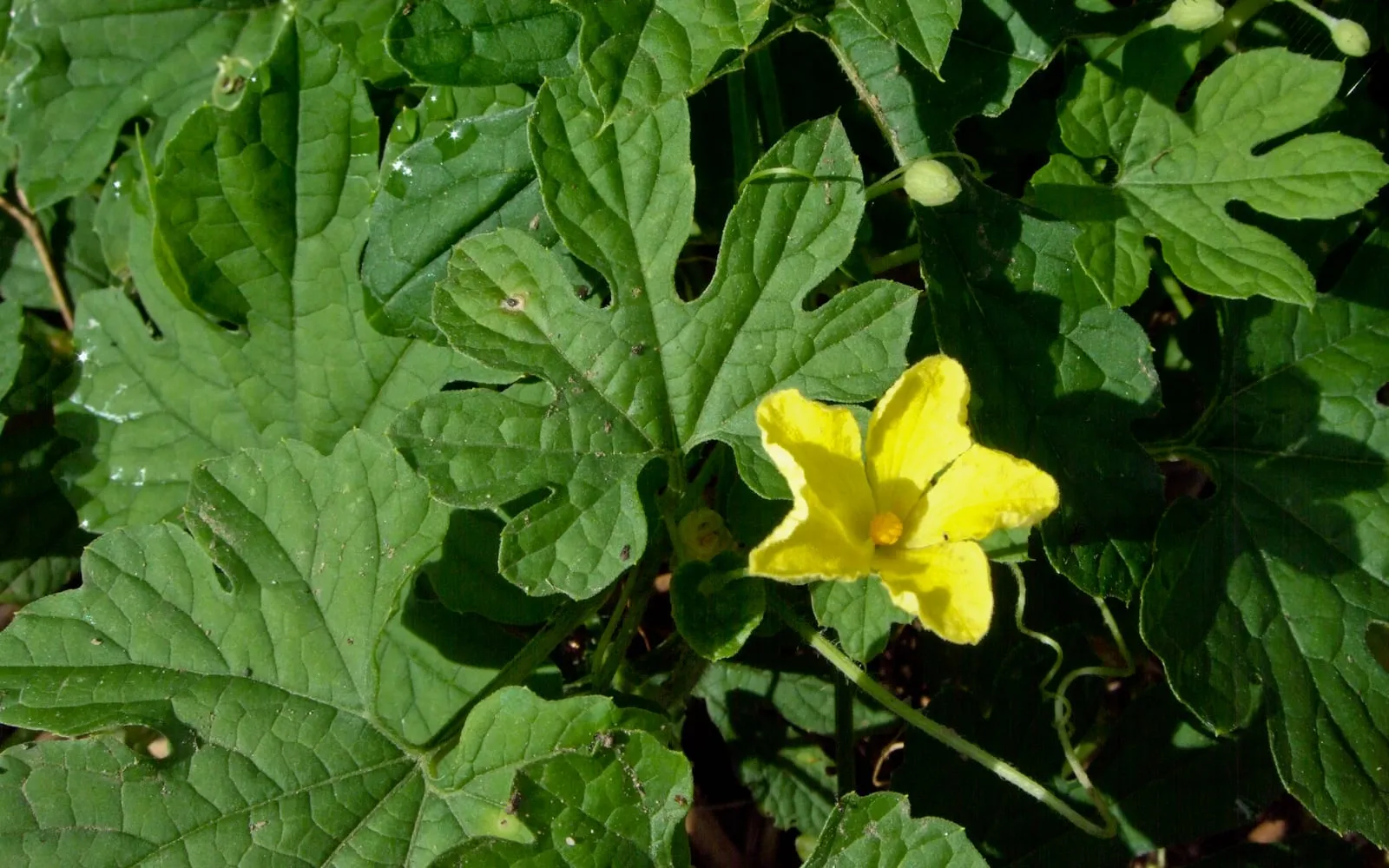 A bitter gourd vine with deeply cut lacy leaves and a single yellow flower