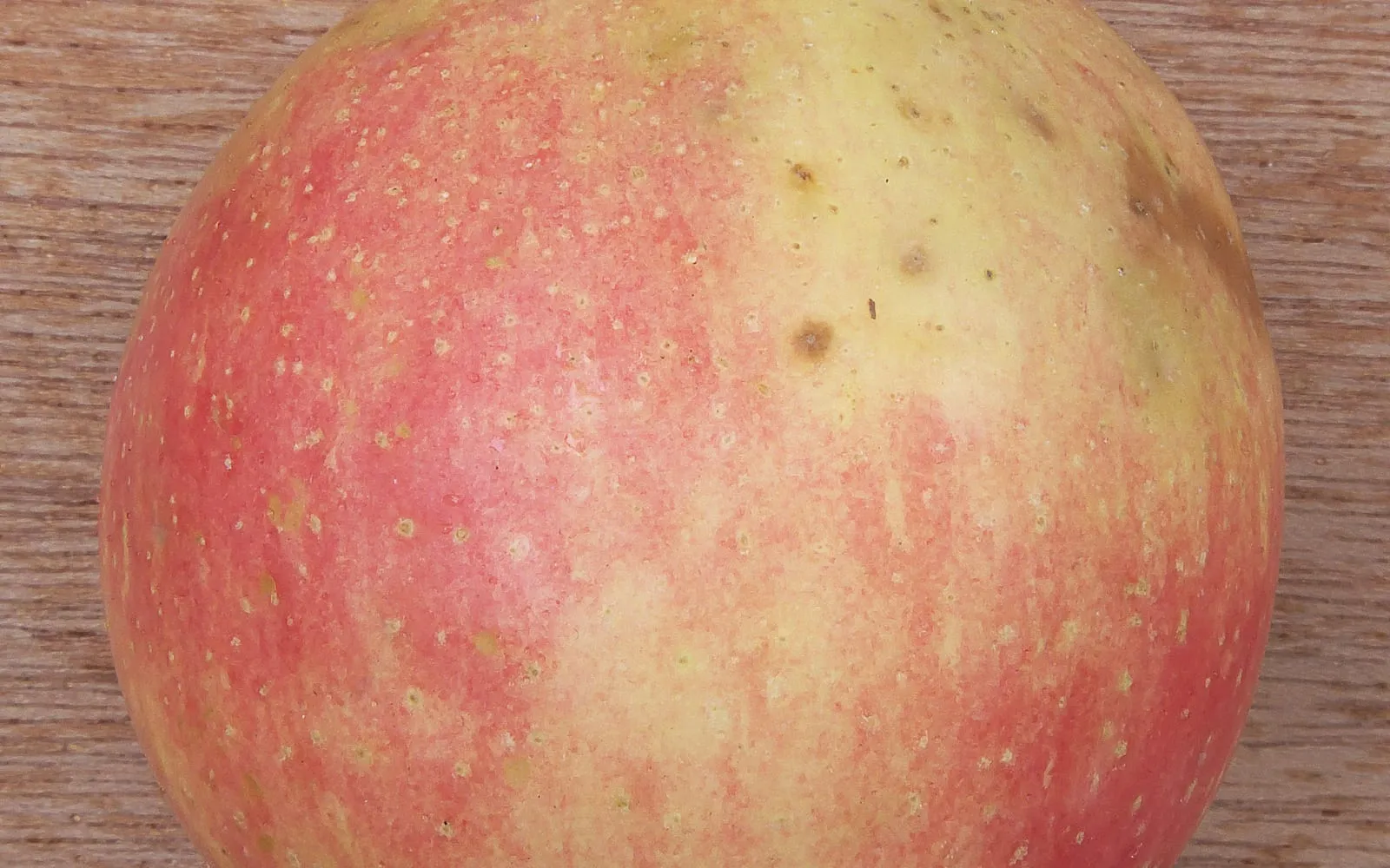 A red and yellow apple photographed close up, its skin scattered with small sunken brown pits