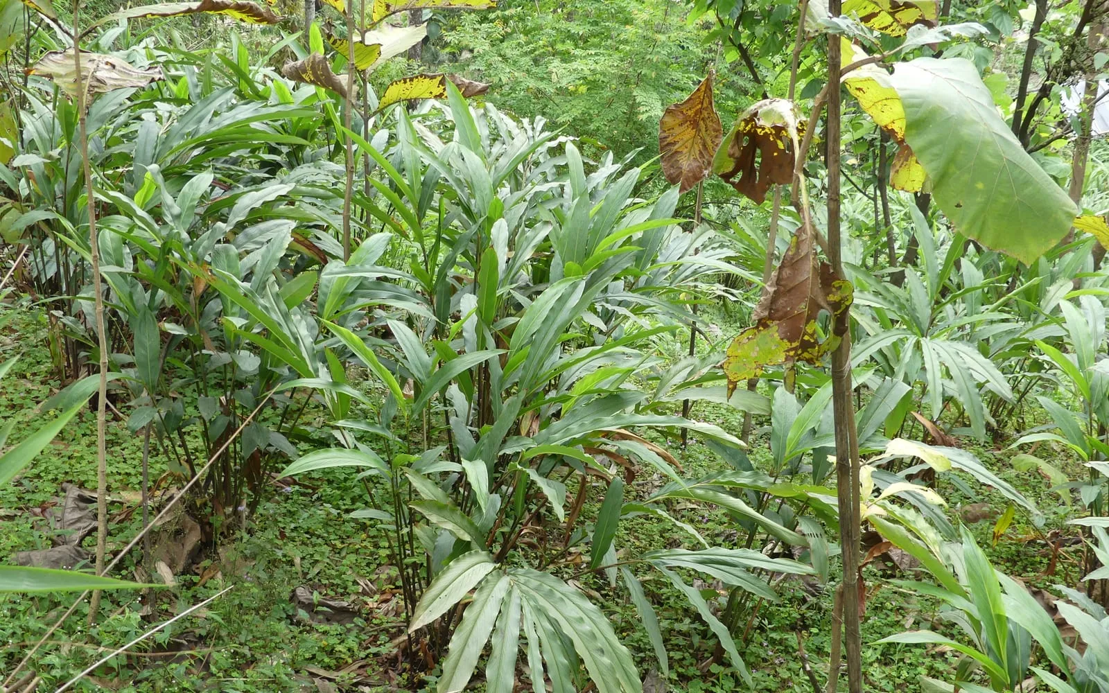 A plantation of black cardamom growing in the shade of forest trees