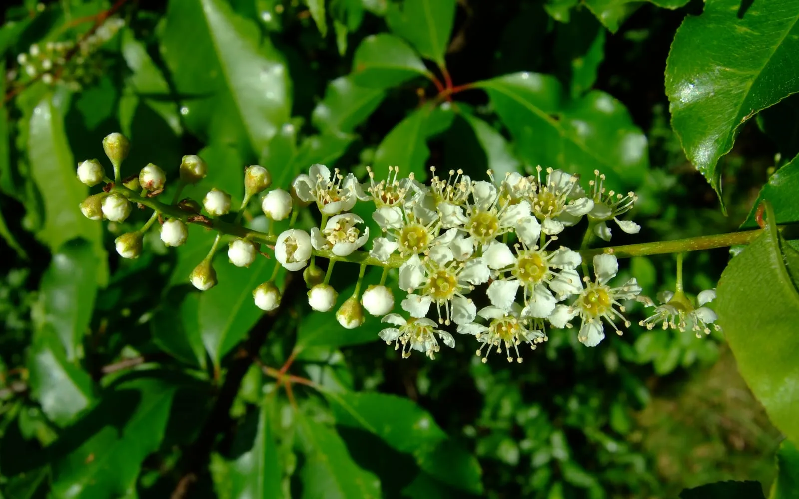 An elongated drooping raceme of small white black cherry flowers opening among glossy dark green leaves