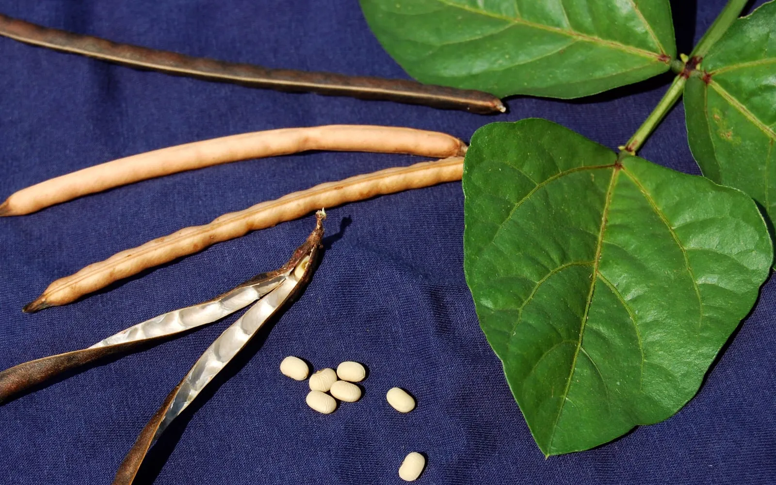 Black-eyed pea pods, dry and split to show the cream seeds, beside a trifoliate leaf