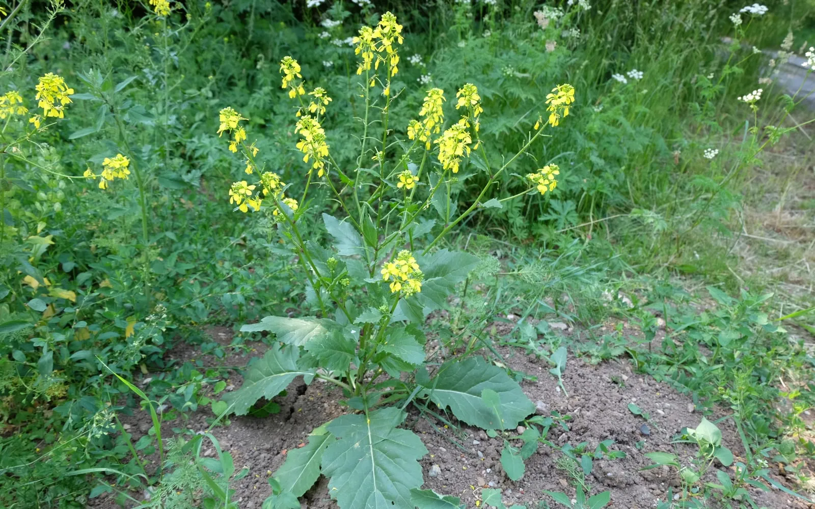 Black mustard in flower, with large lobed leaves at the base of the stem