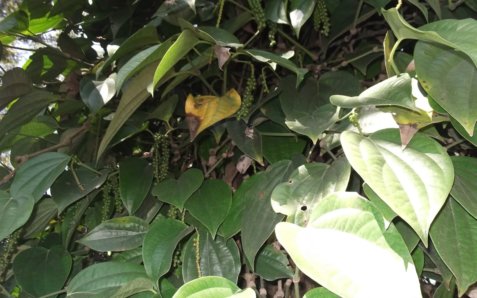 A black pepper vine with pendulous fruiting spikes among broad five-veined leaves