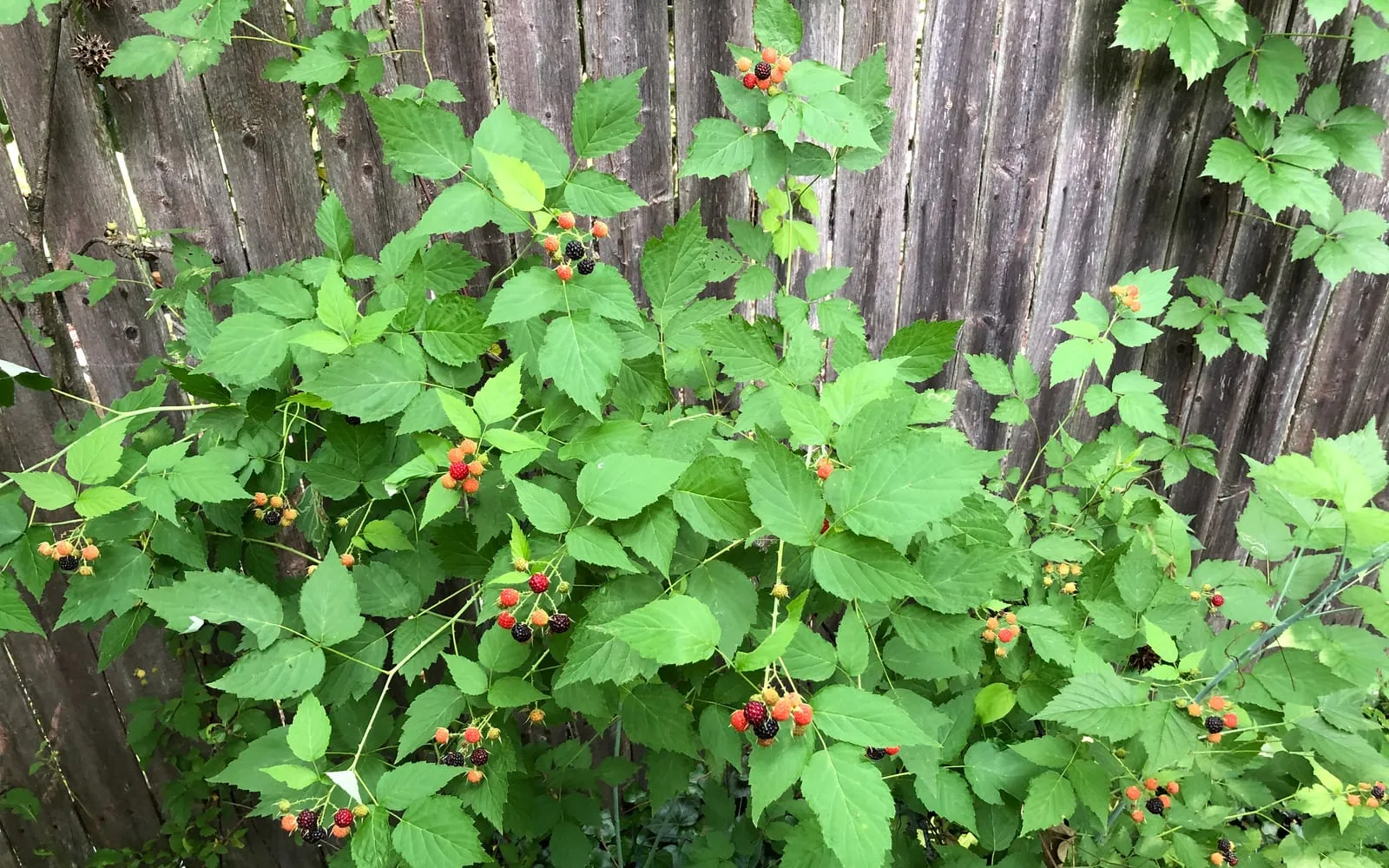 A black raspberry bush carrying fruit ripening from red to black