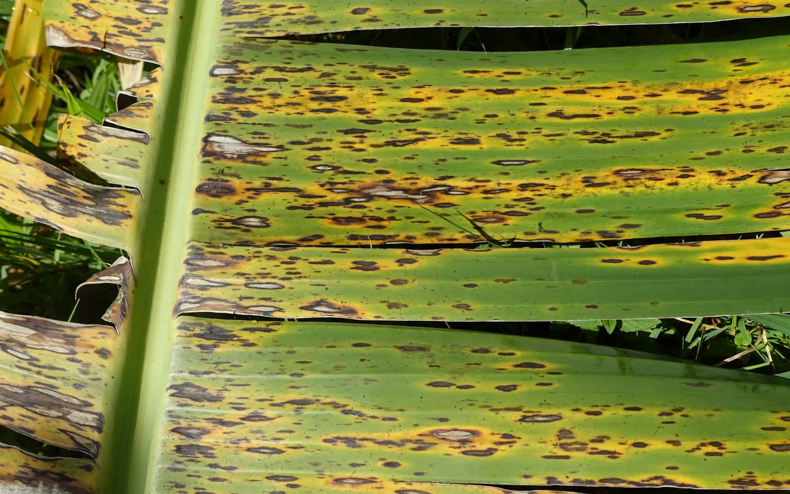 Banana leaves covered in dark streaks and black blotches with grey centres and yellow haloes, the leaf edges dying back