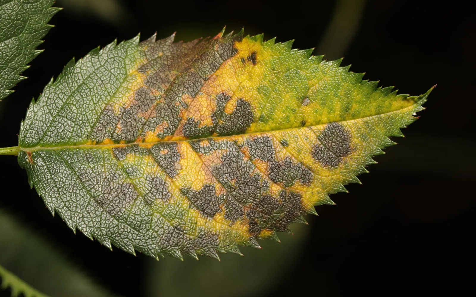 A rose leaflet with several dark grey-black blotches with ragged edges, surrounded by yellowing tissue