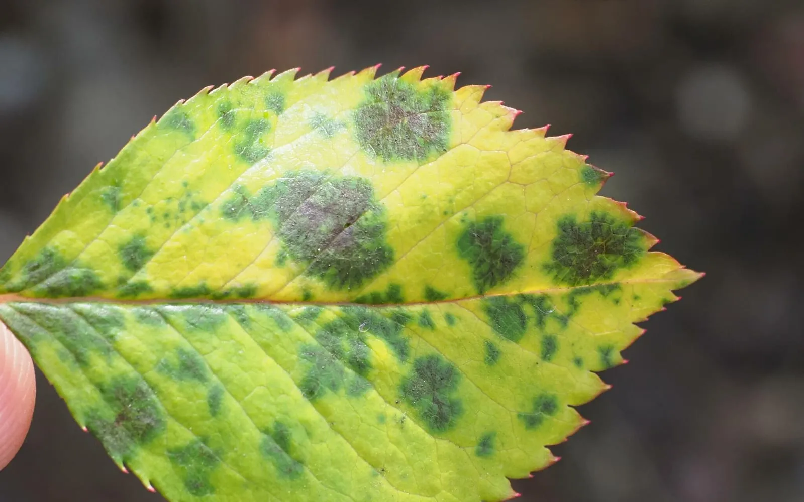 A yellow rose leaflet held up to the light, with dark spots each surrounded by a distinct ring of green tissue