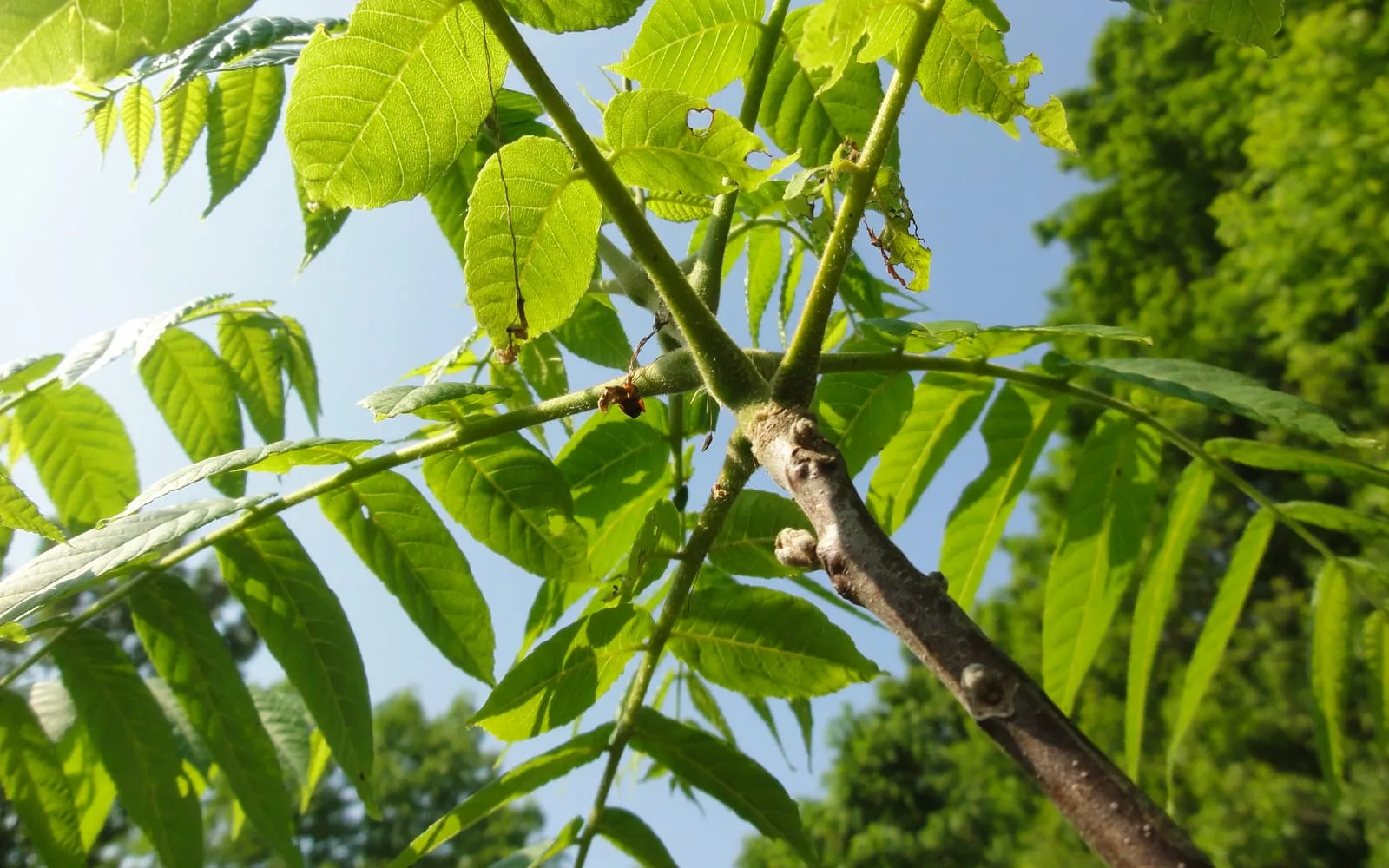 Black walnut foliage showing the long pinnate leaves against the sky