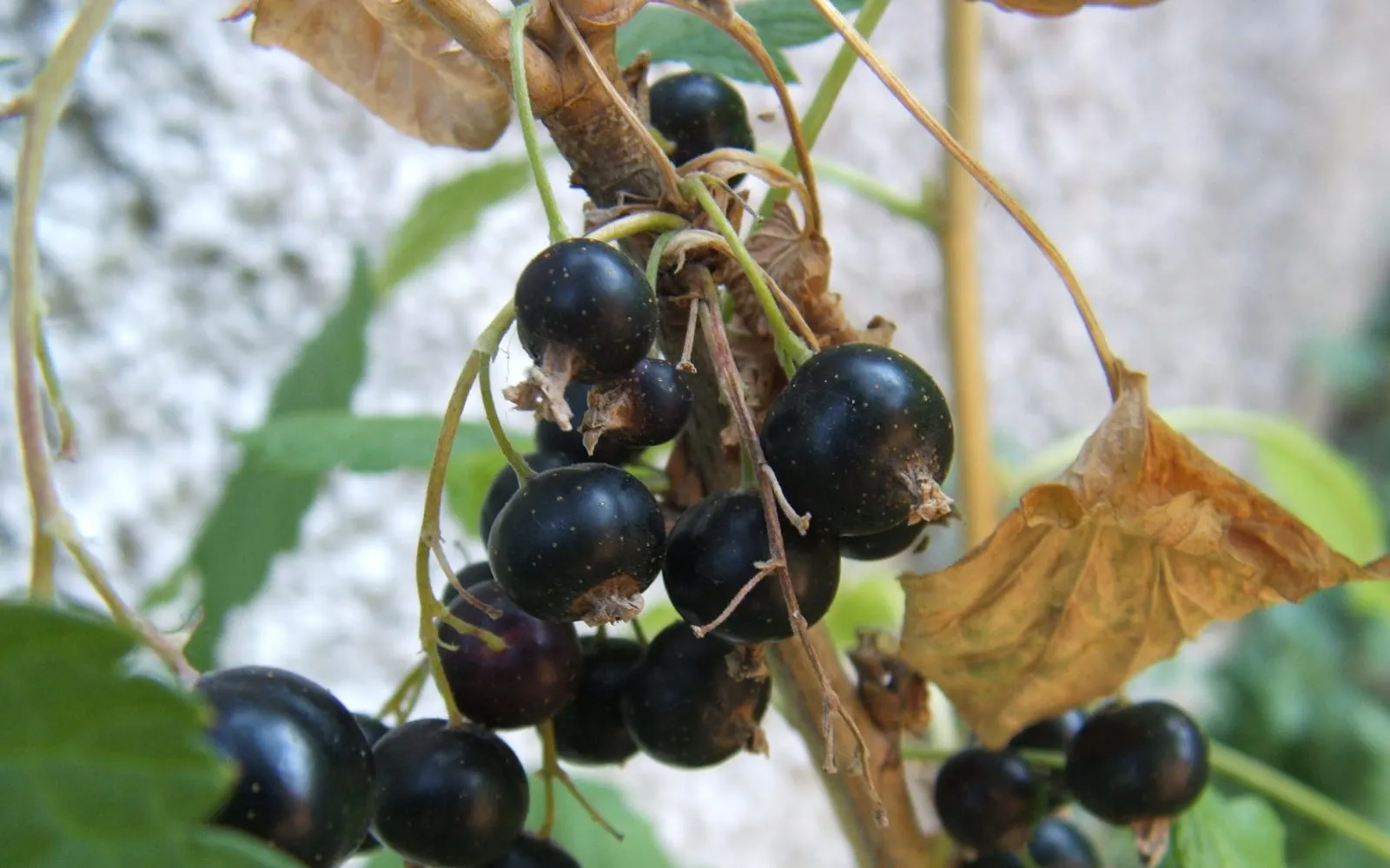 A cluster of glossy black blackcurrants hanging from a branch among green leaves