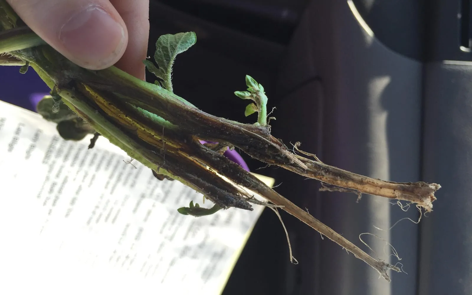 A potato plant held up by its stems, the lower part of each stem inky black and decayed while the growth above stays green, with a bare root running off to the right