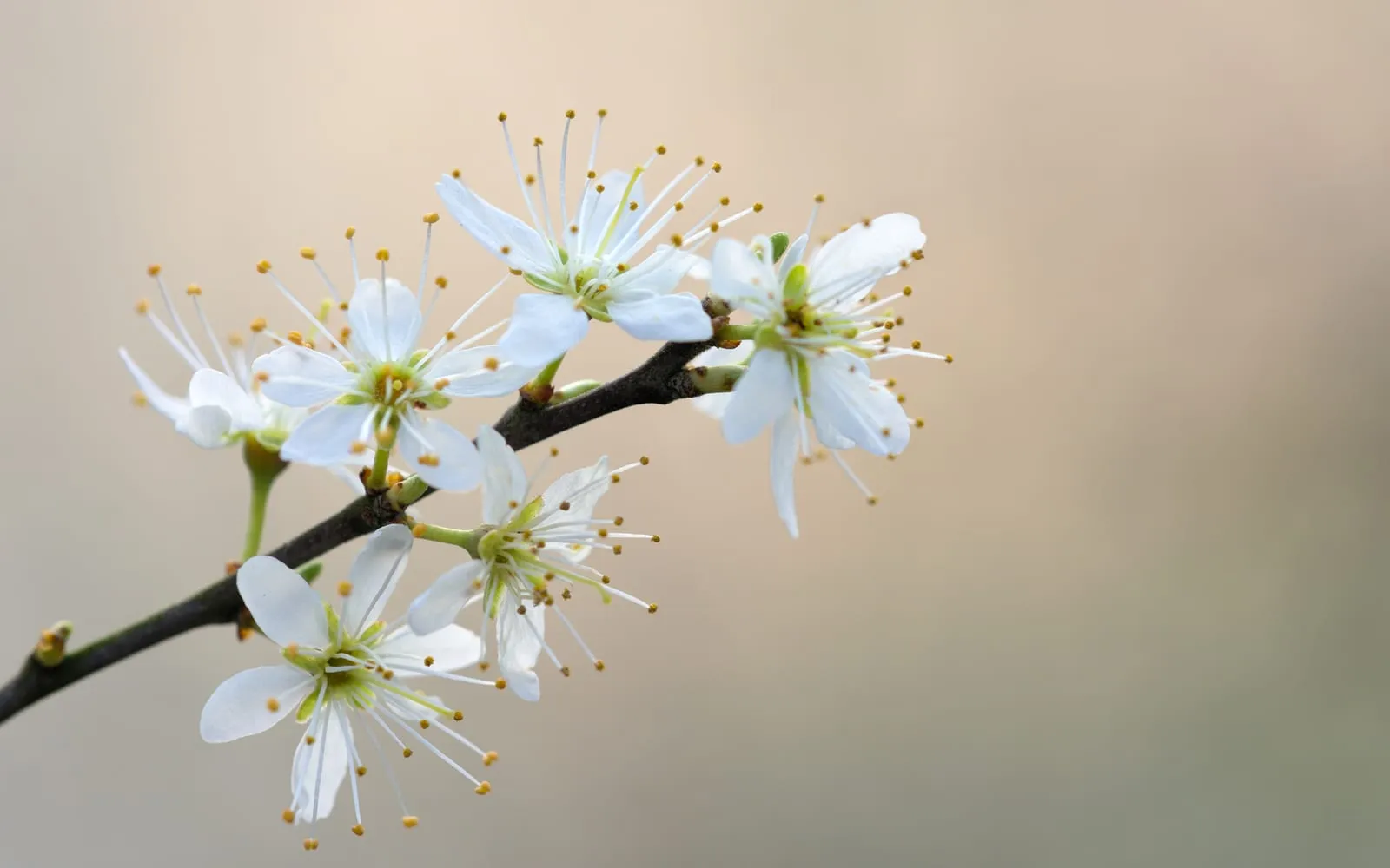 White five-petalled blackthorn flowers opening along a bare dark twig with no leaves showing