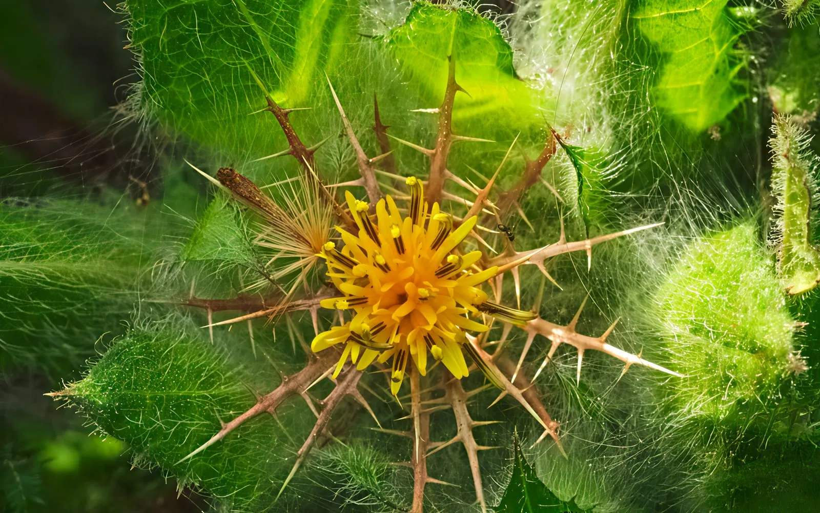 A yellow blessed thistle flower head sitting in a nest of long branched spines
