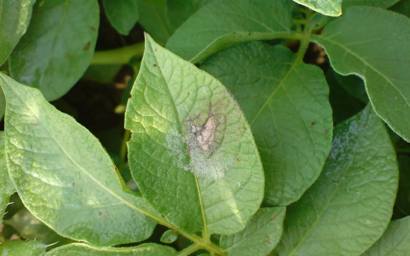 A potato leaflet with a large grey-brown dead patch surrounded by a pale halo and a fine white bloom at its edge
