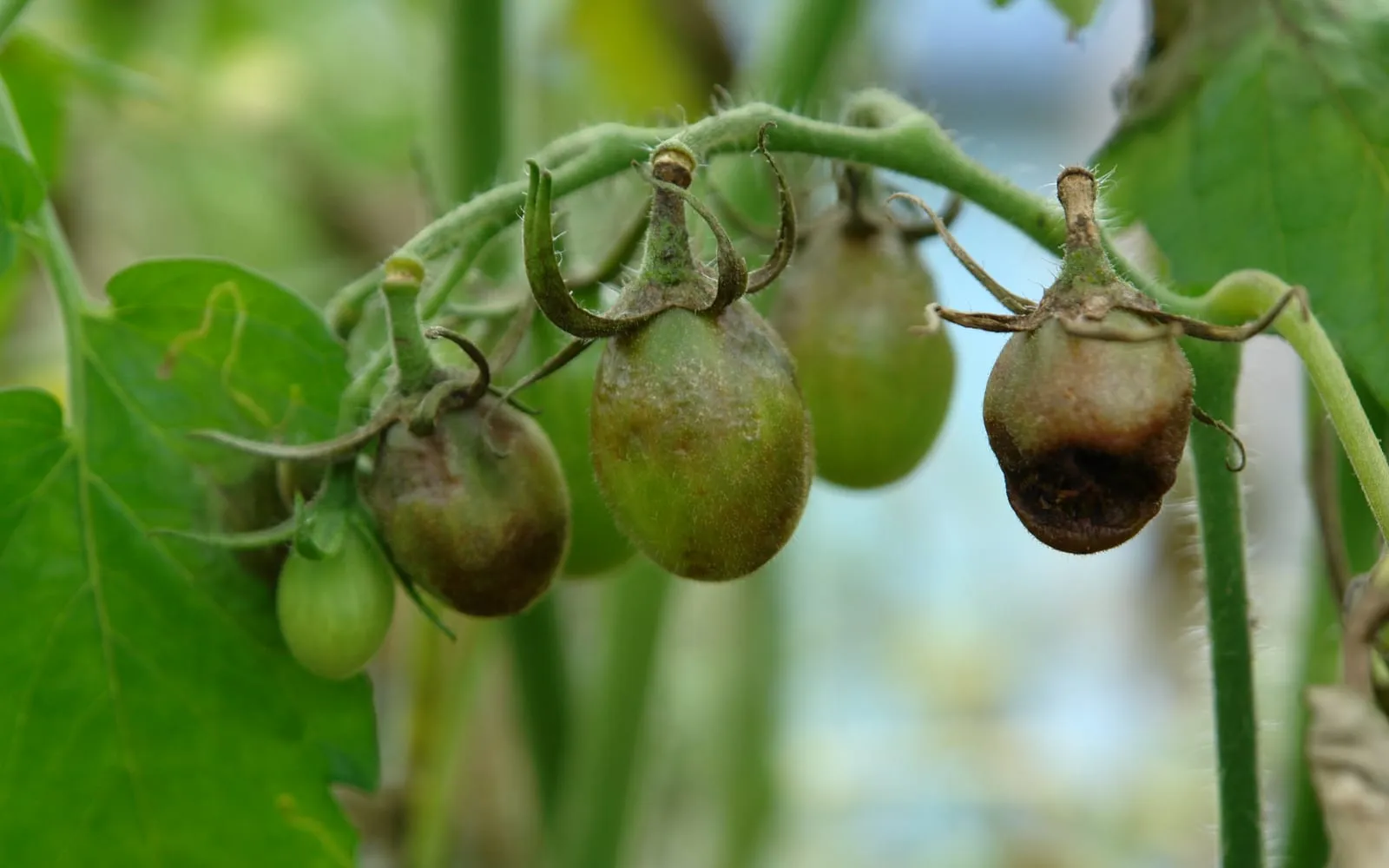 A truss of green tomatoes, several with large firm brown blotches spreading from the stalk end downwards
