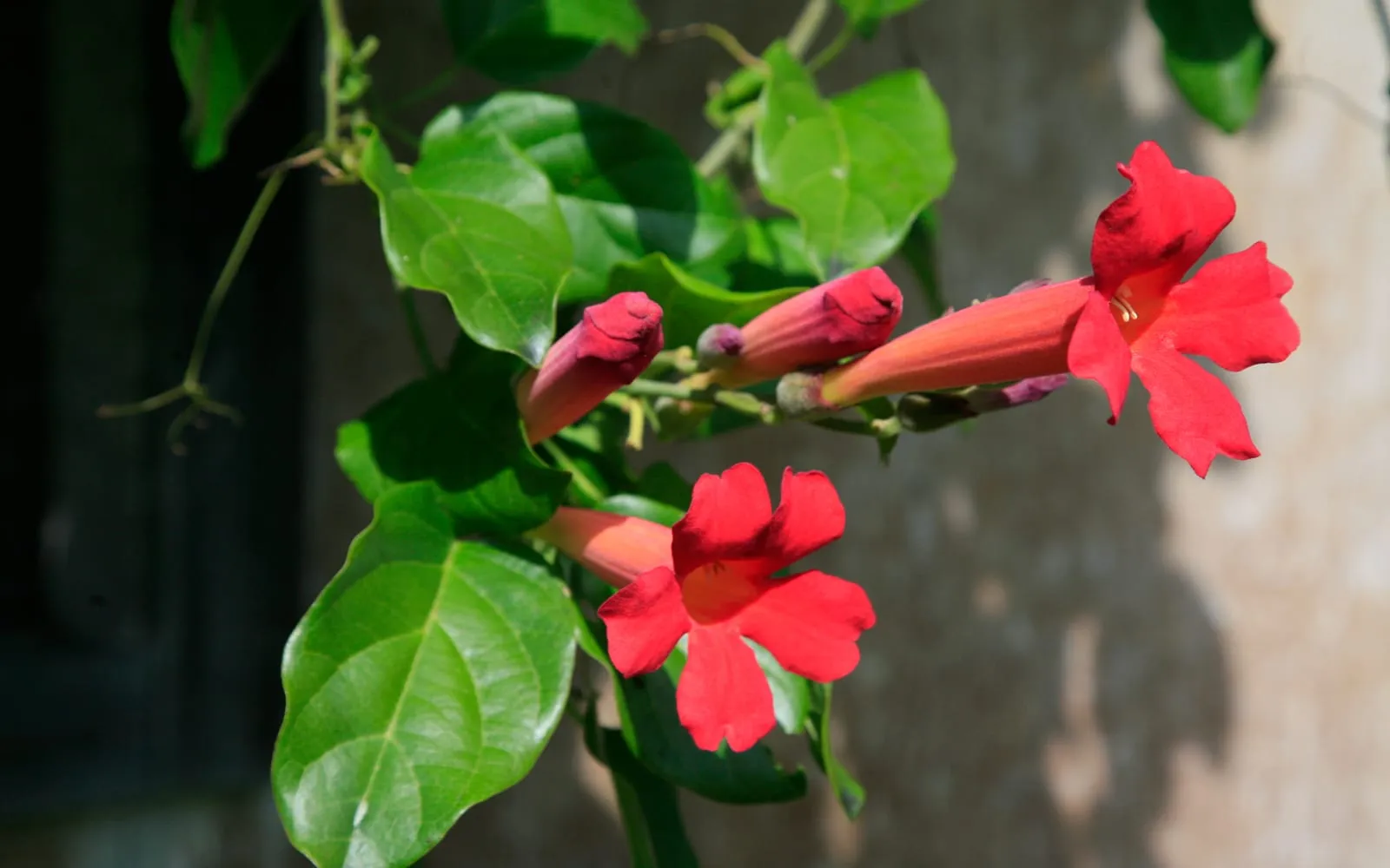 Deep red trumpet-shaped flowers of the blood trumpet vine among glossy green leaves
