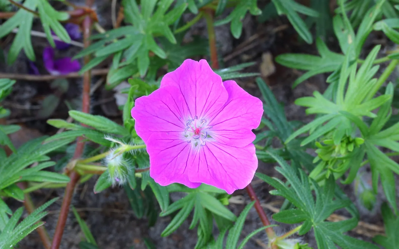 A single magenta bloody cranesbill flower with five veined petals above deeply divided green leaves