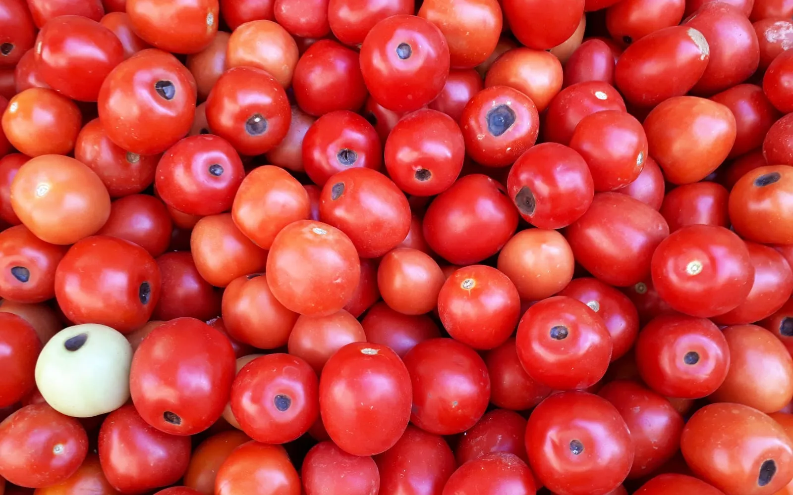 A tray of small red tomatoes, most with a dark sunken circular patch on the end opposite the stalk