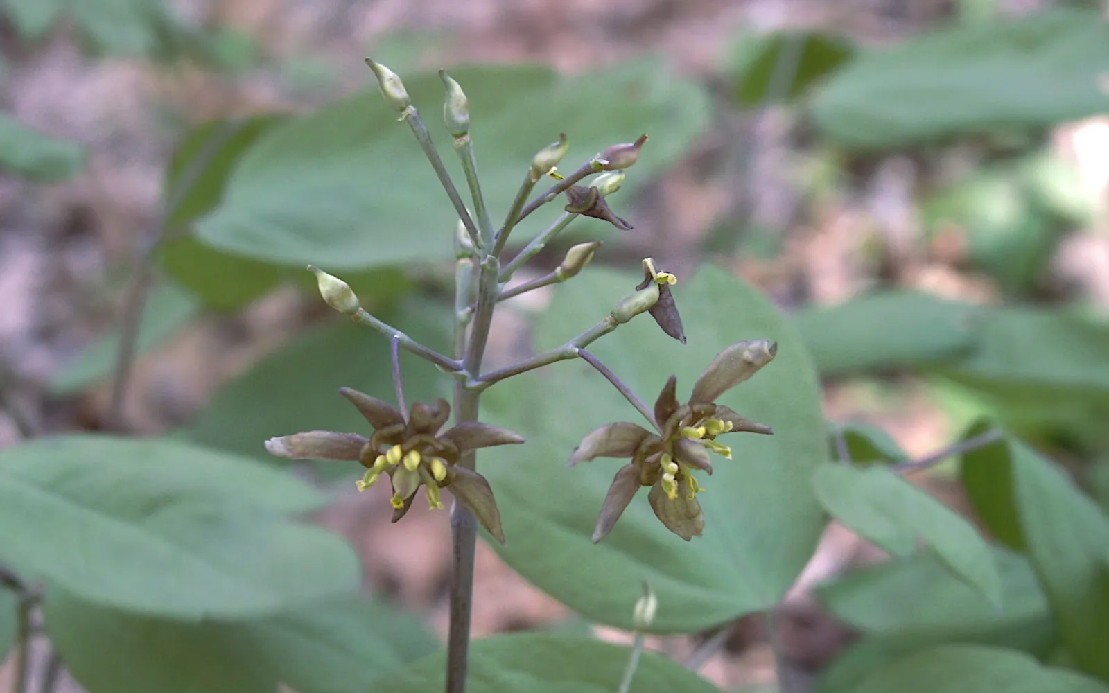 A blue cohosh plant flowering on the woodland floor, with finely divided blue-green foliage