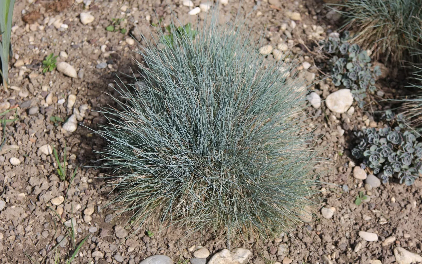 A single tight, dome-shaped tuft of blue-grey Festuca glauca foliage growing in gritty soil.