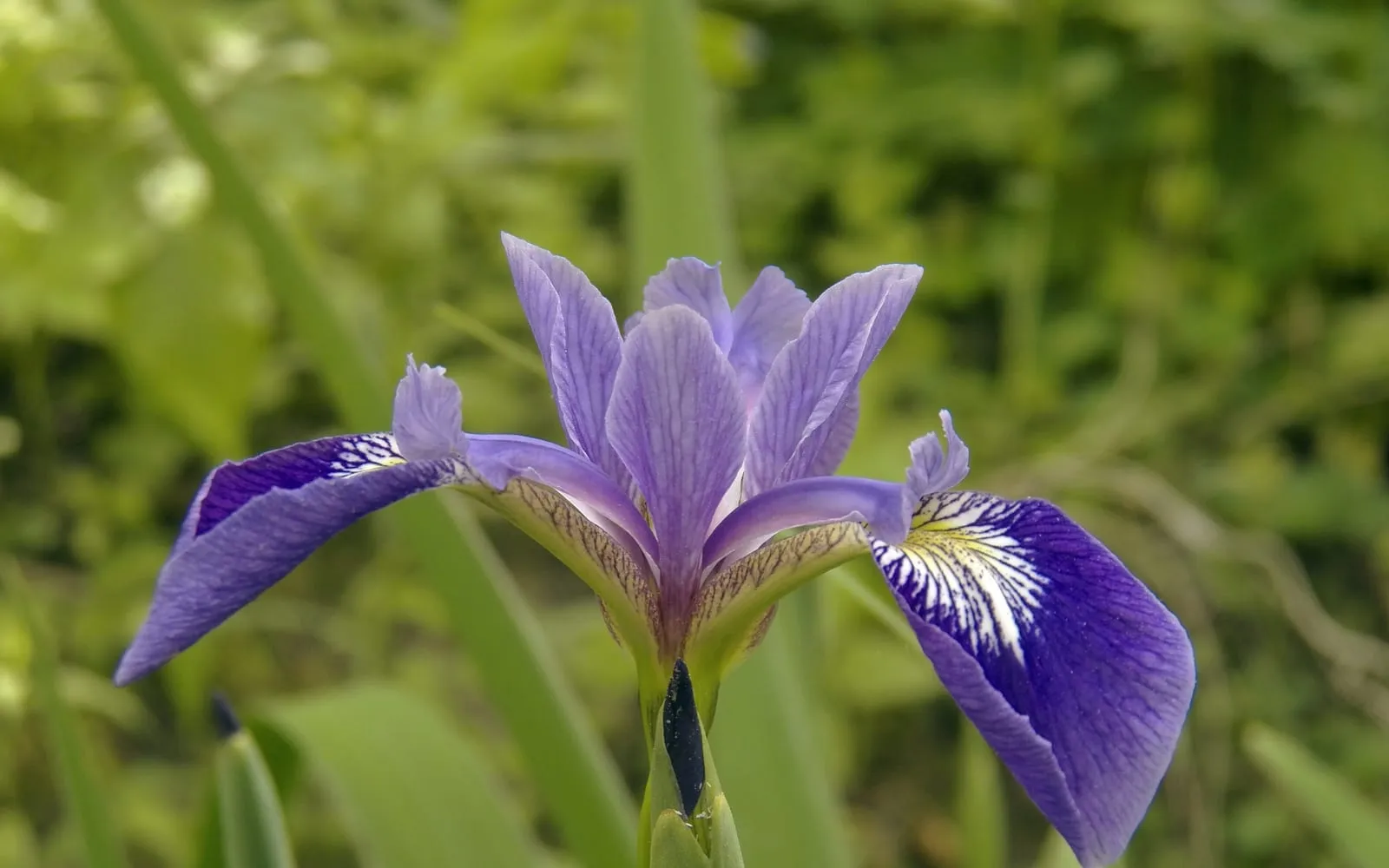 A violet-blue blue flag iris flower showing three drooping falls marked with white and yellow signal patches veined in purple, and three upright standards