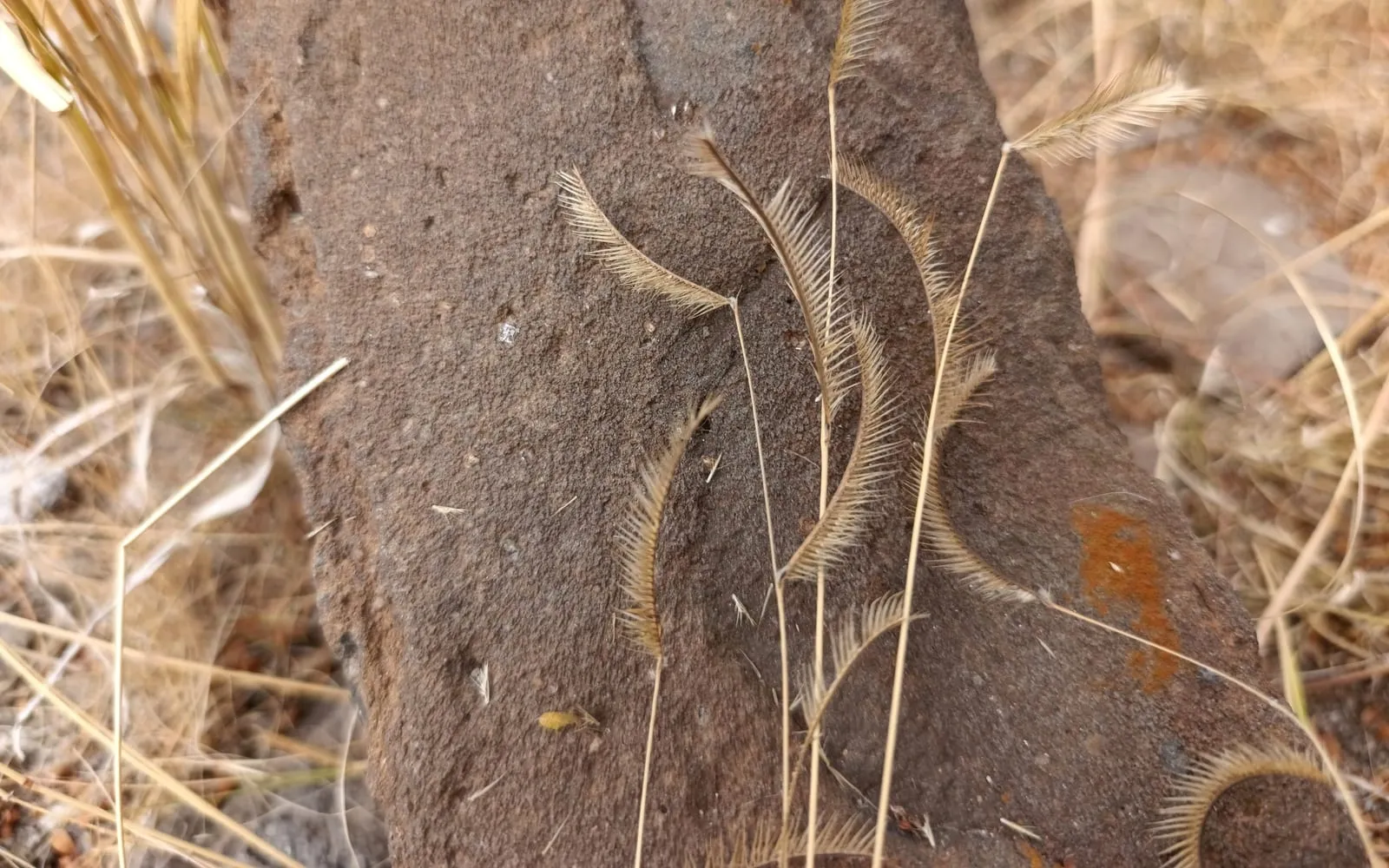Blue grama's distinctive comb-like, curved seed heads held above fine grey-green leaves