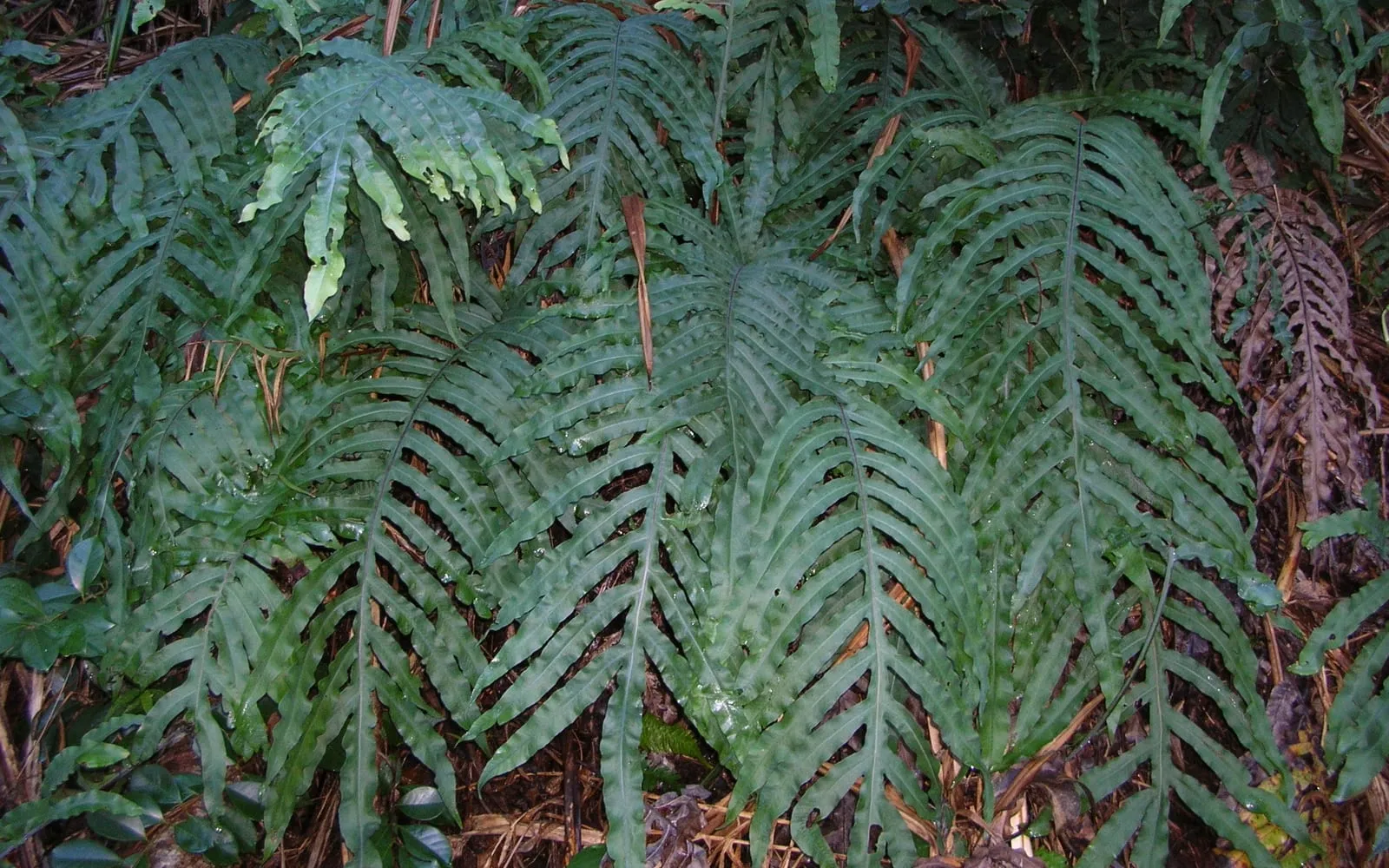 Deeply lobed blue-grey fronds of a blue star fern arching outward