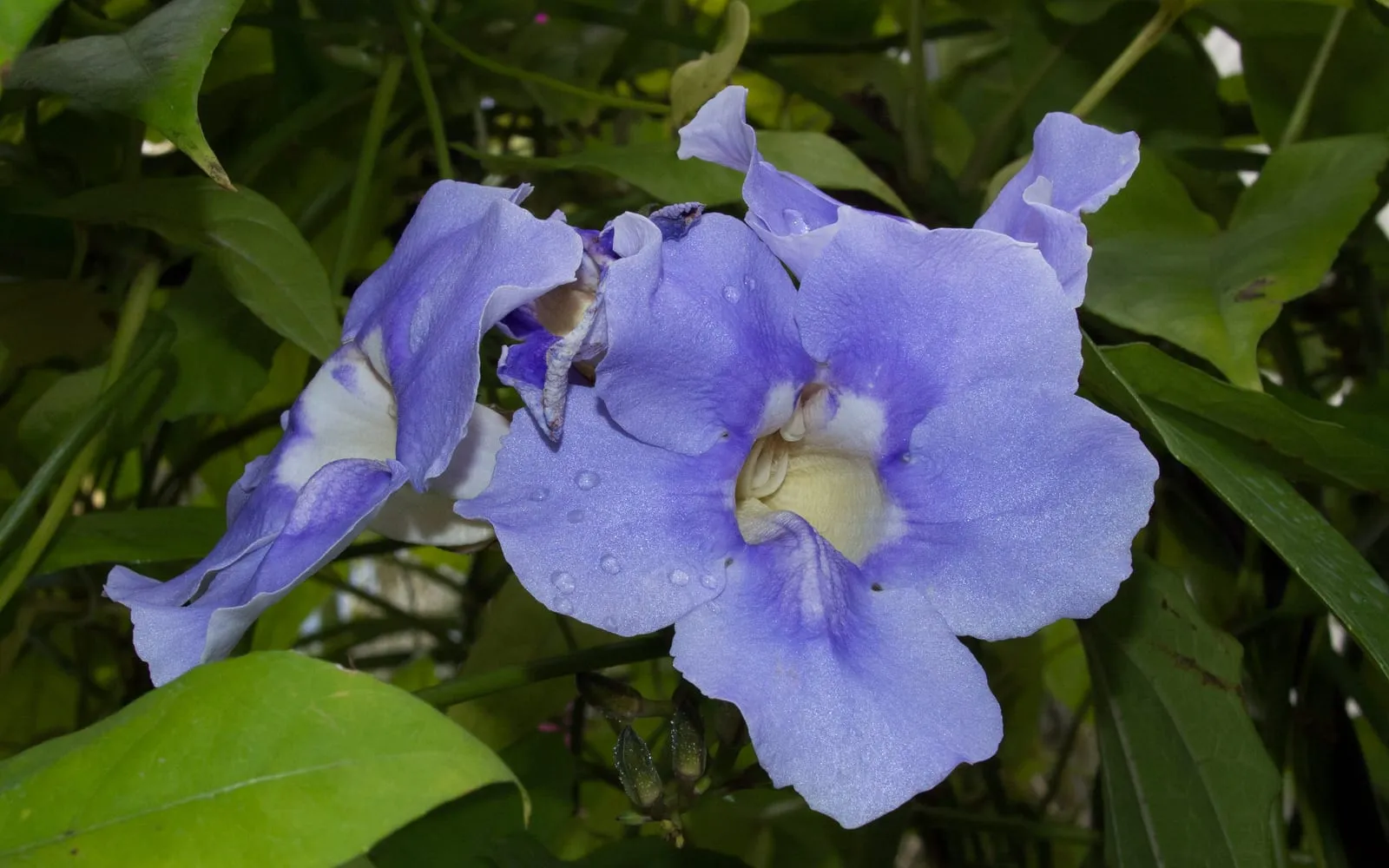 Large blue-purple trumpet-shaped flowers of the blue trumpet vine with a pale throat