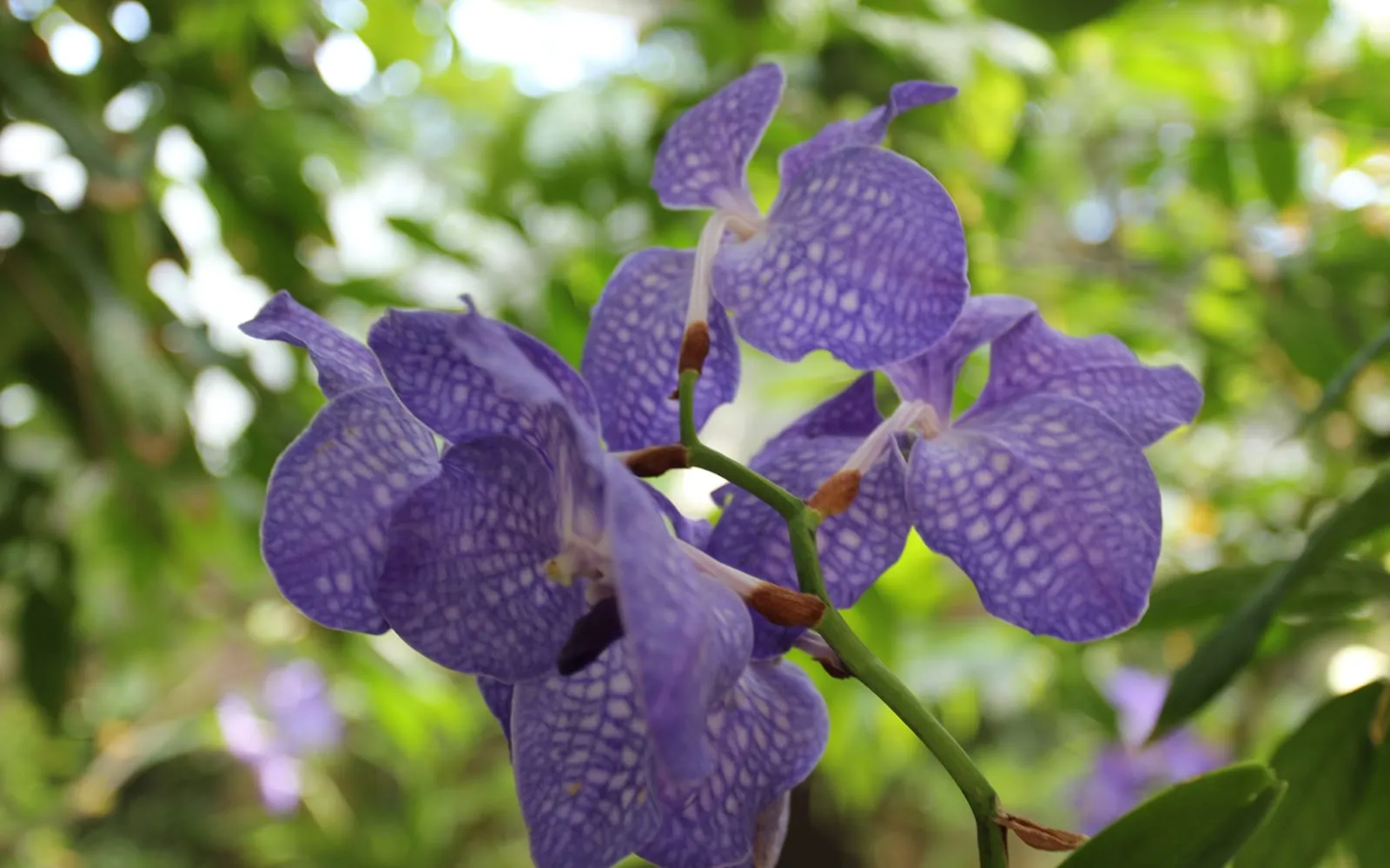 Blue vanda flowers in close-up, showing the distinctive violet-blue tessellated, checkerboard pattern across each broad petal