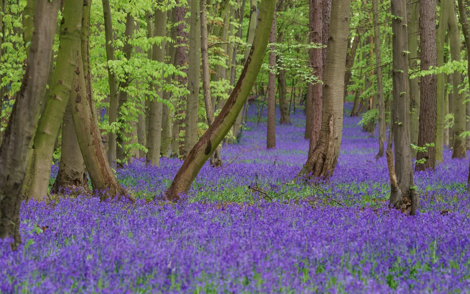 A carpet of blue-violet bluebells covering the floor of a beech wood in spring, with fresh green leaves opening overhead