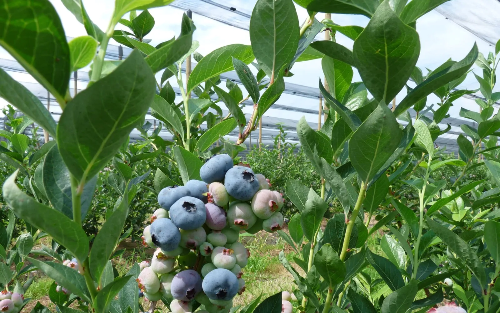A cluster of blueberries ripening from pale green through pink to blue on a bush under a fruit cage