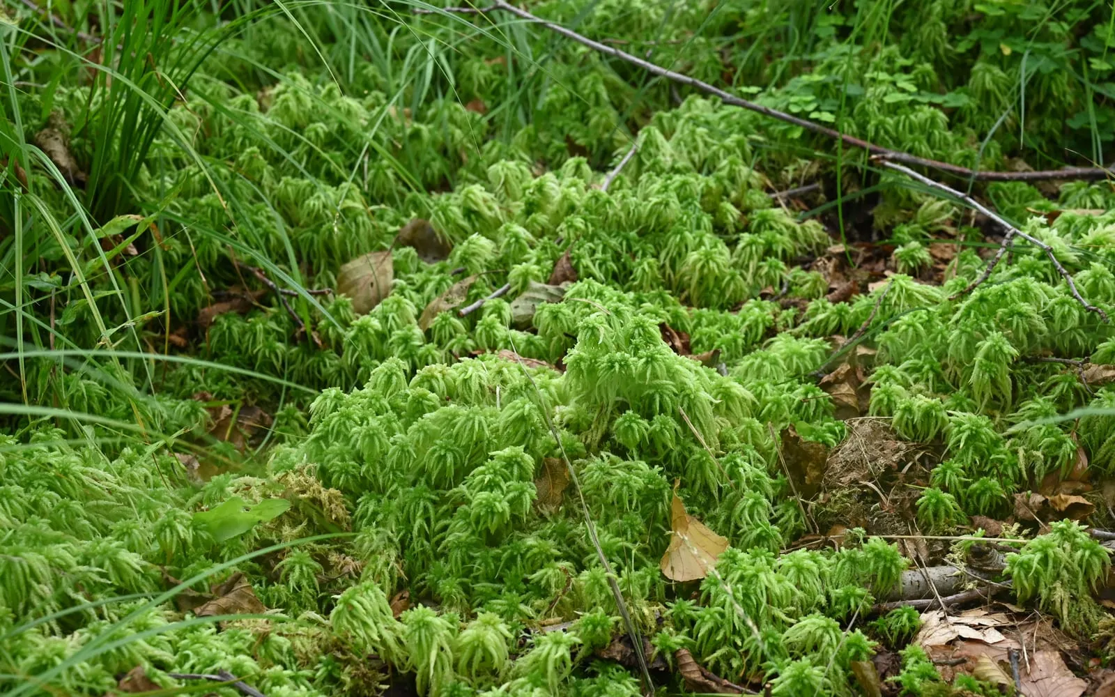 Pale green, star-topped hummocks of blunt-leaved bog moss carpeting wet ground