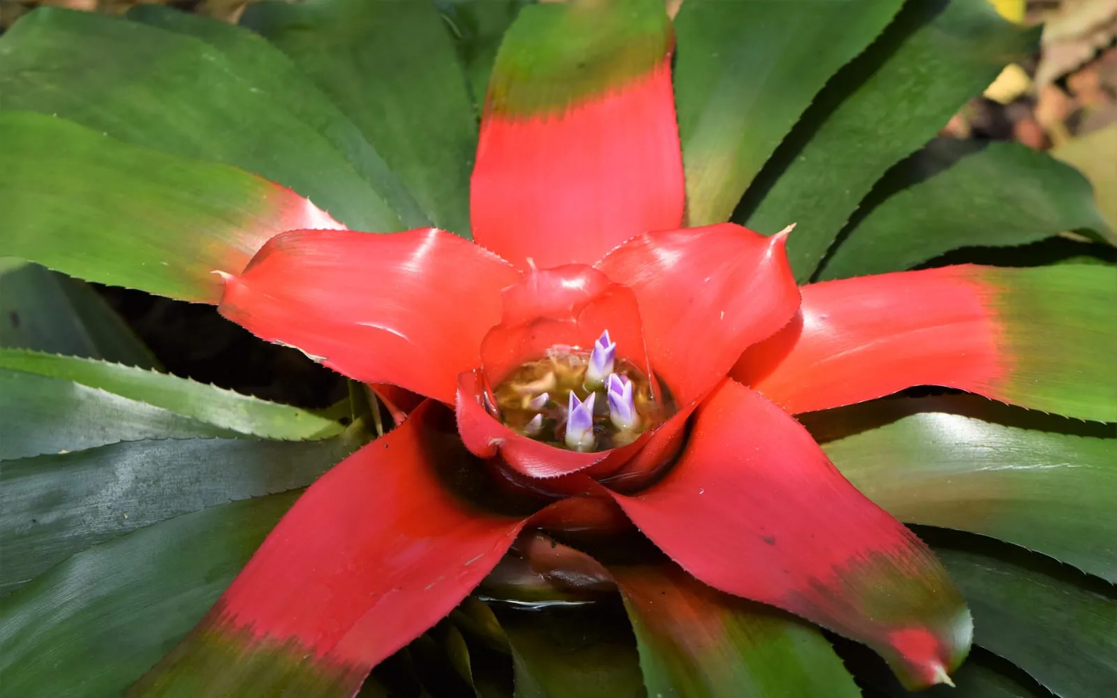 A Neoregelia carolinae rosette with its inner leaves blushed bright red around a central water-holding cup, small violet flowers visible inside it