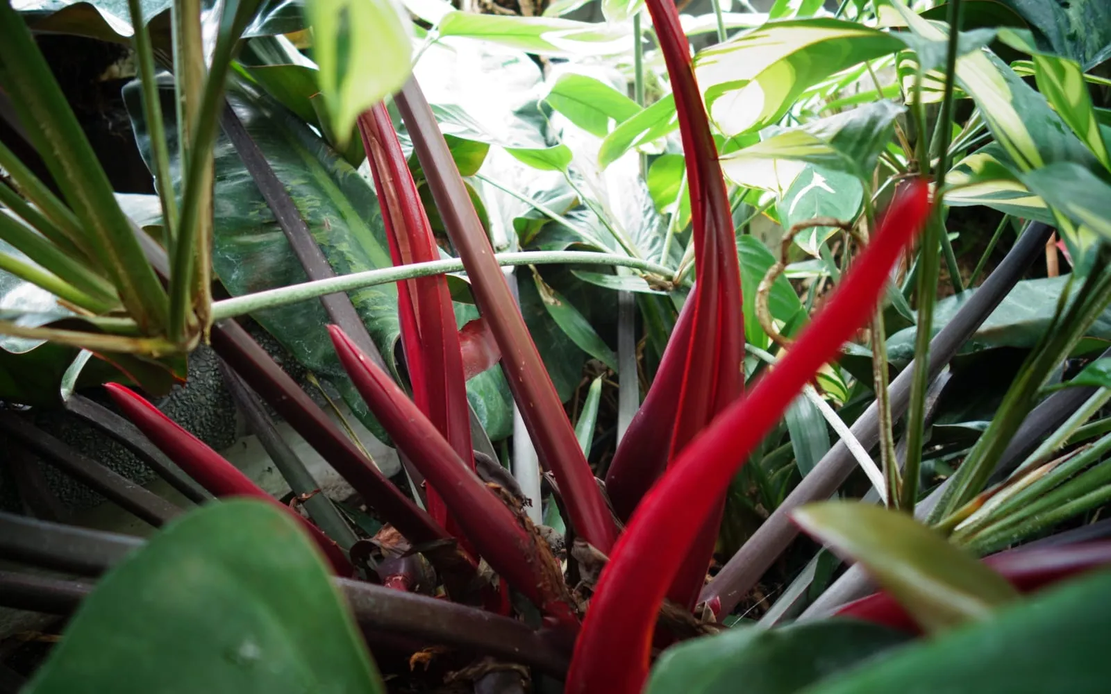 Bright red new petioles and cataphylls rising among dark green philodendron leaves