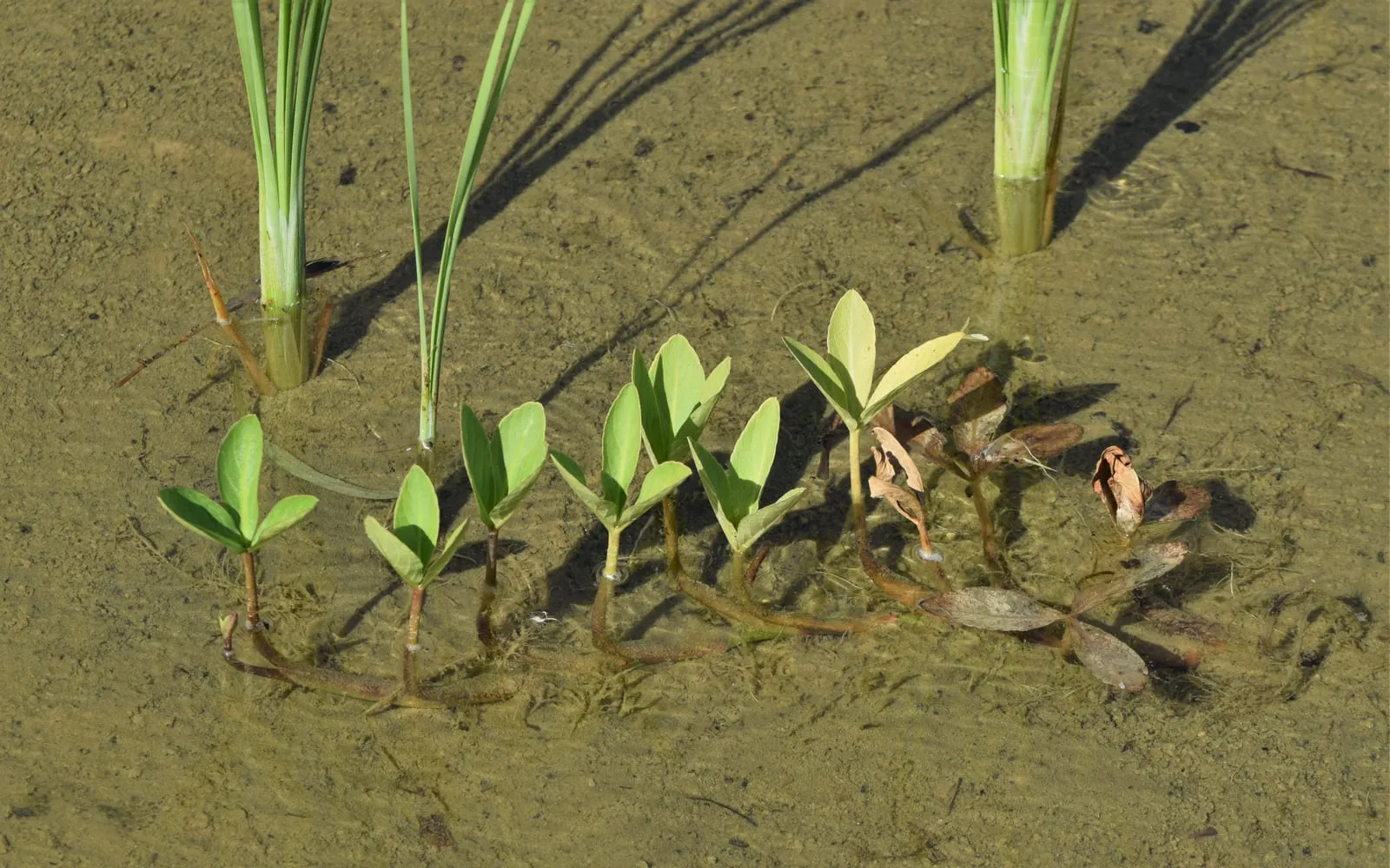 Bogbean's white, fringed flowers held above its three-lobed leaves at the margin of a pool