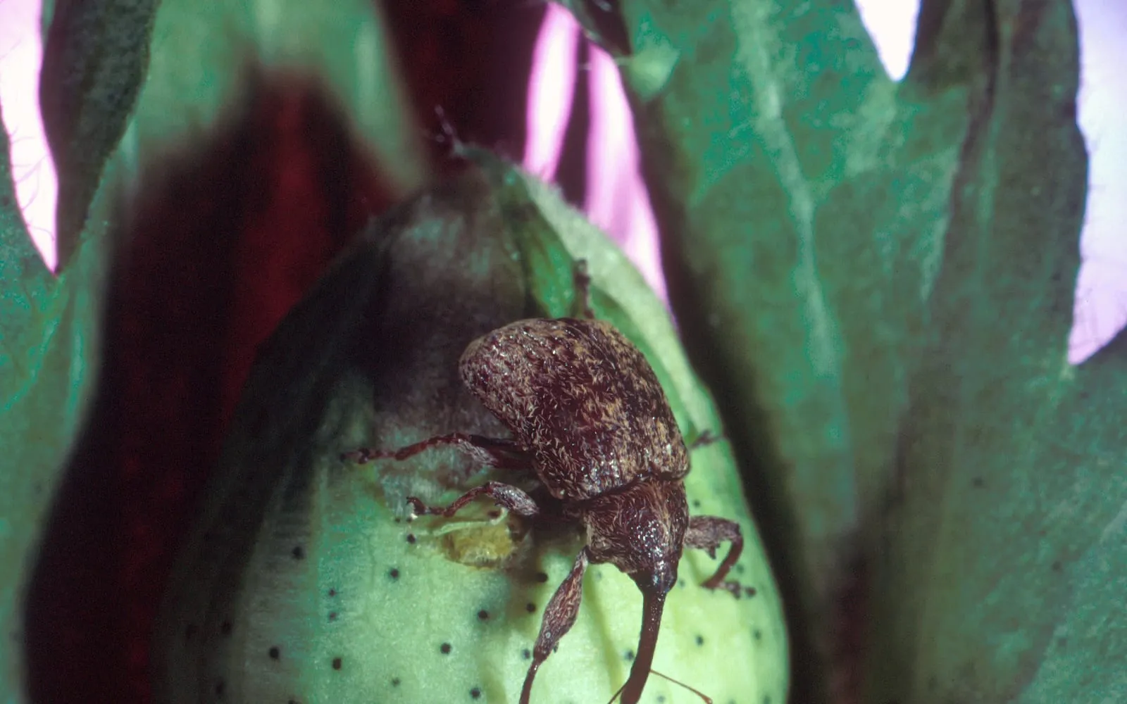 A small greyish-brown weevil with a long snout on a green cotton flower bud, the bud speckled with dark feeding punctures