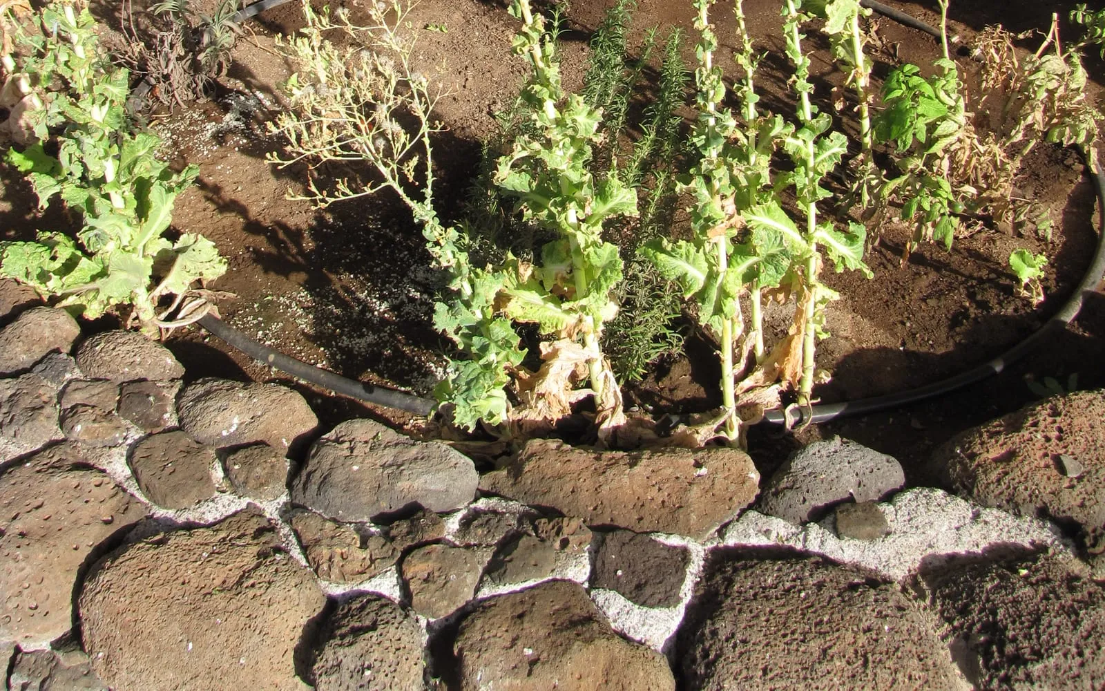Several lettuce plants in a bed that have shot up into tall bare stems topped with small ragged leaves, with dead lower leaves at the base