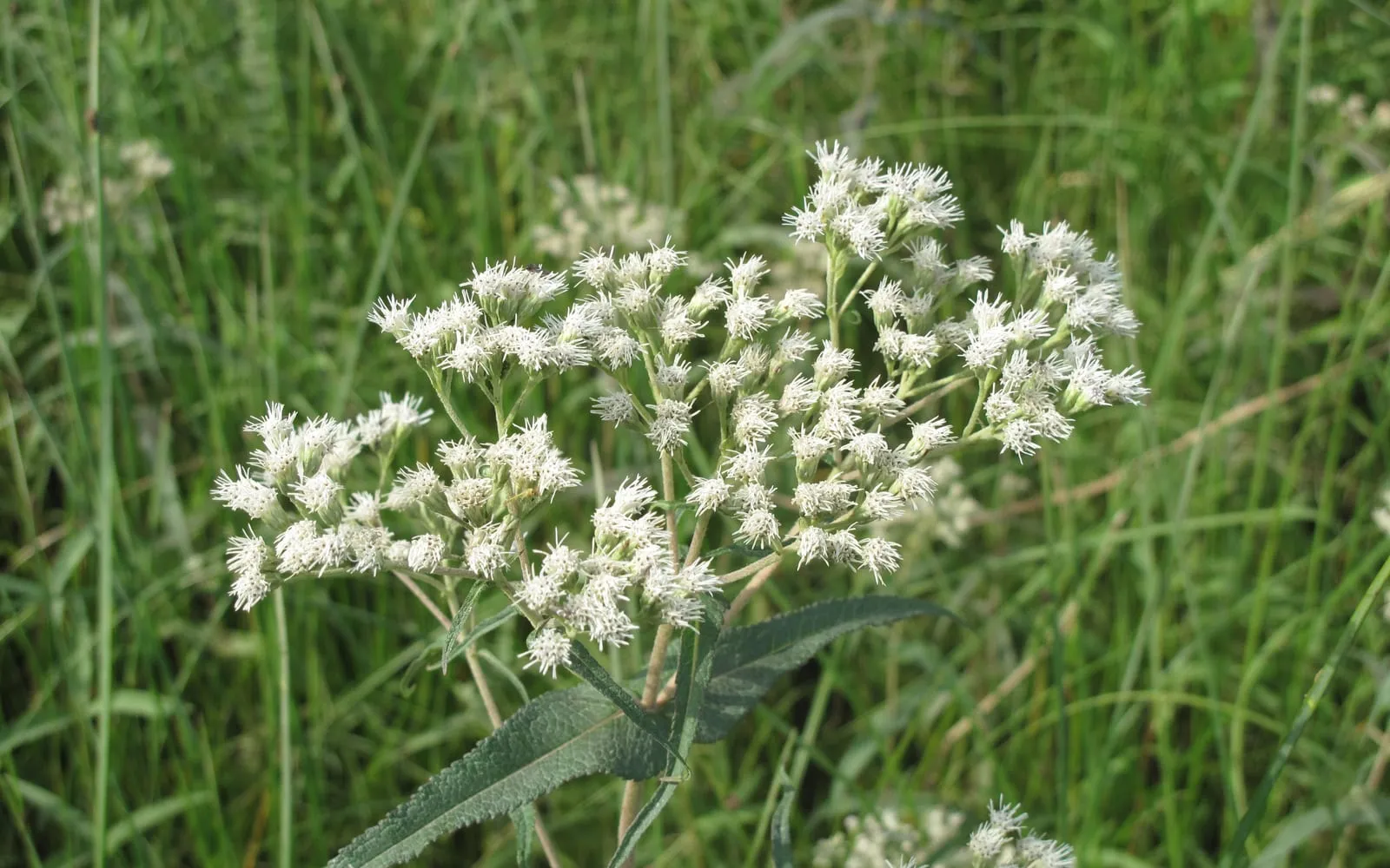 A flat white boneset flower head above a pair of leaves fused around the stem