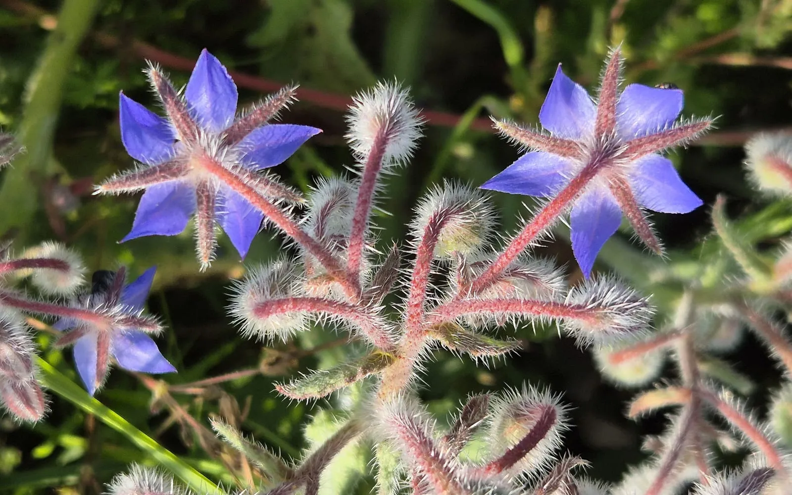Brilliant blue borage star flowers on stems covered in stiff white bristles