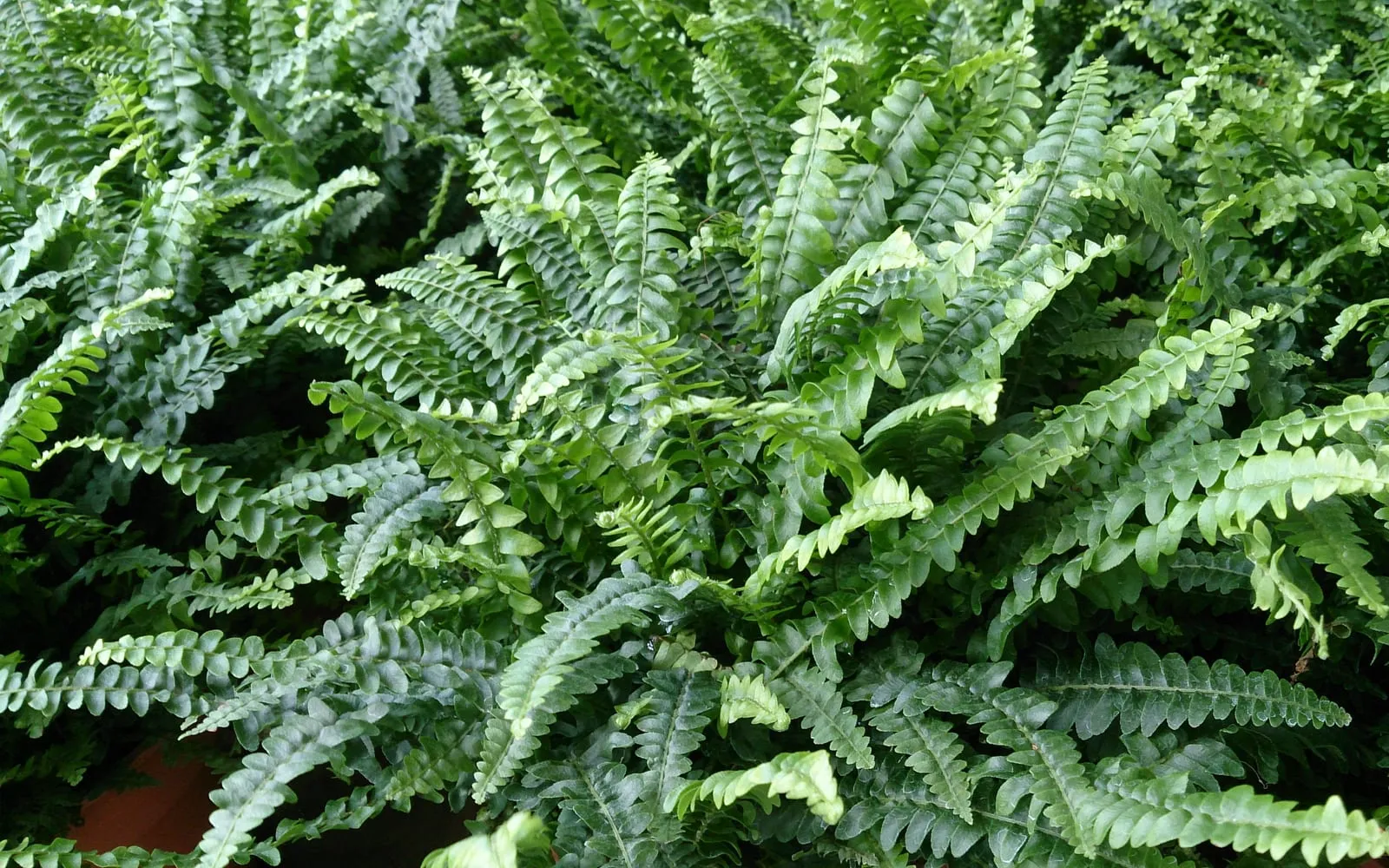 A Boston fern with long arching fronds divided into many small leaflets