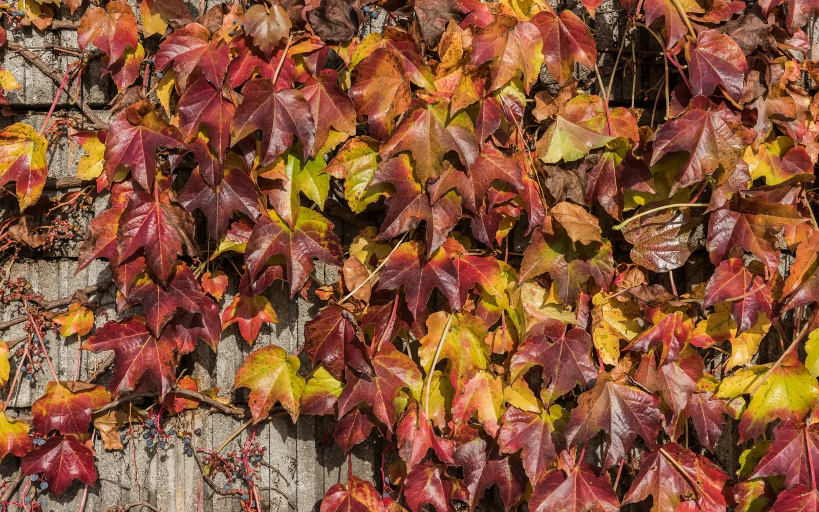 Parthenocissus tricuspidata leaves in vivid red, orange and yellow autumn colour covering a wall
